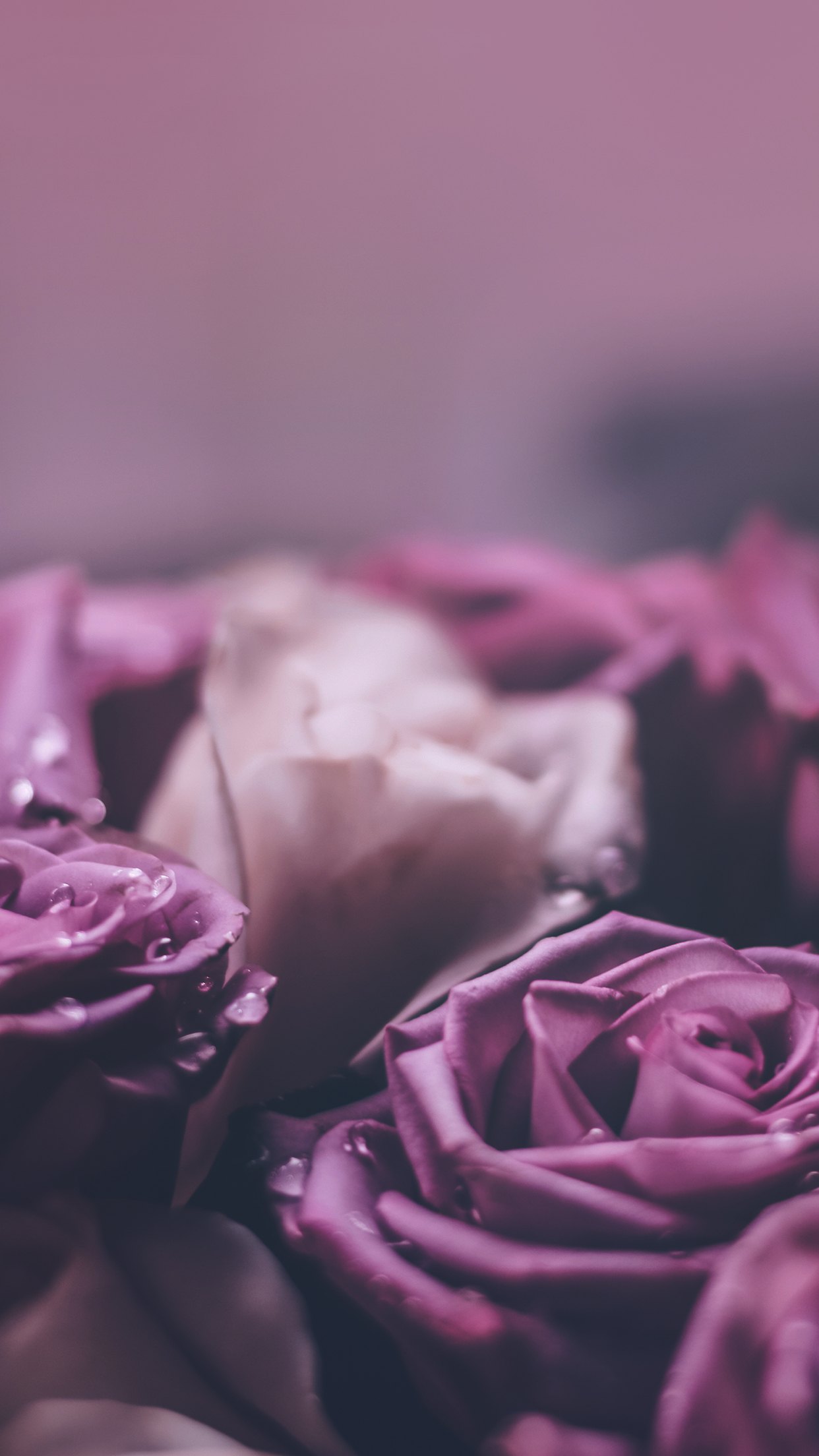 1242x2208  Однотонные фиолетовые обои на телефон - 67 фото