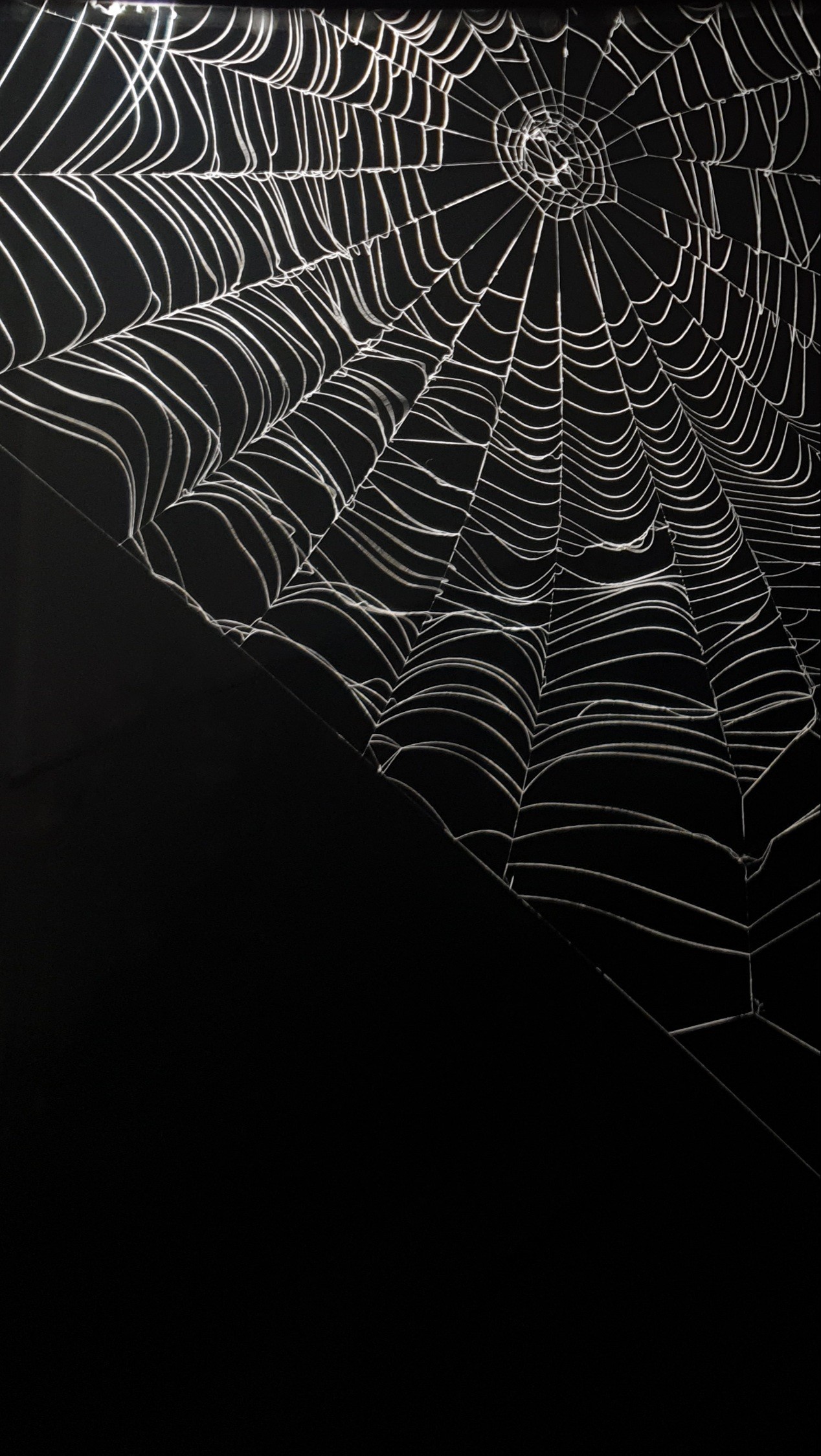 1268x2250  Паутина на обои телефона | Пикабу