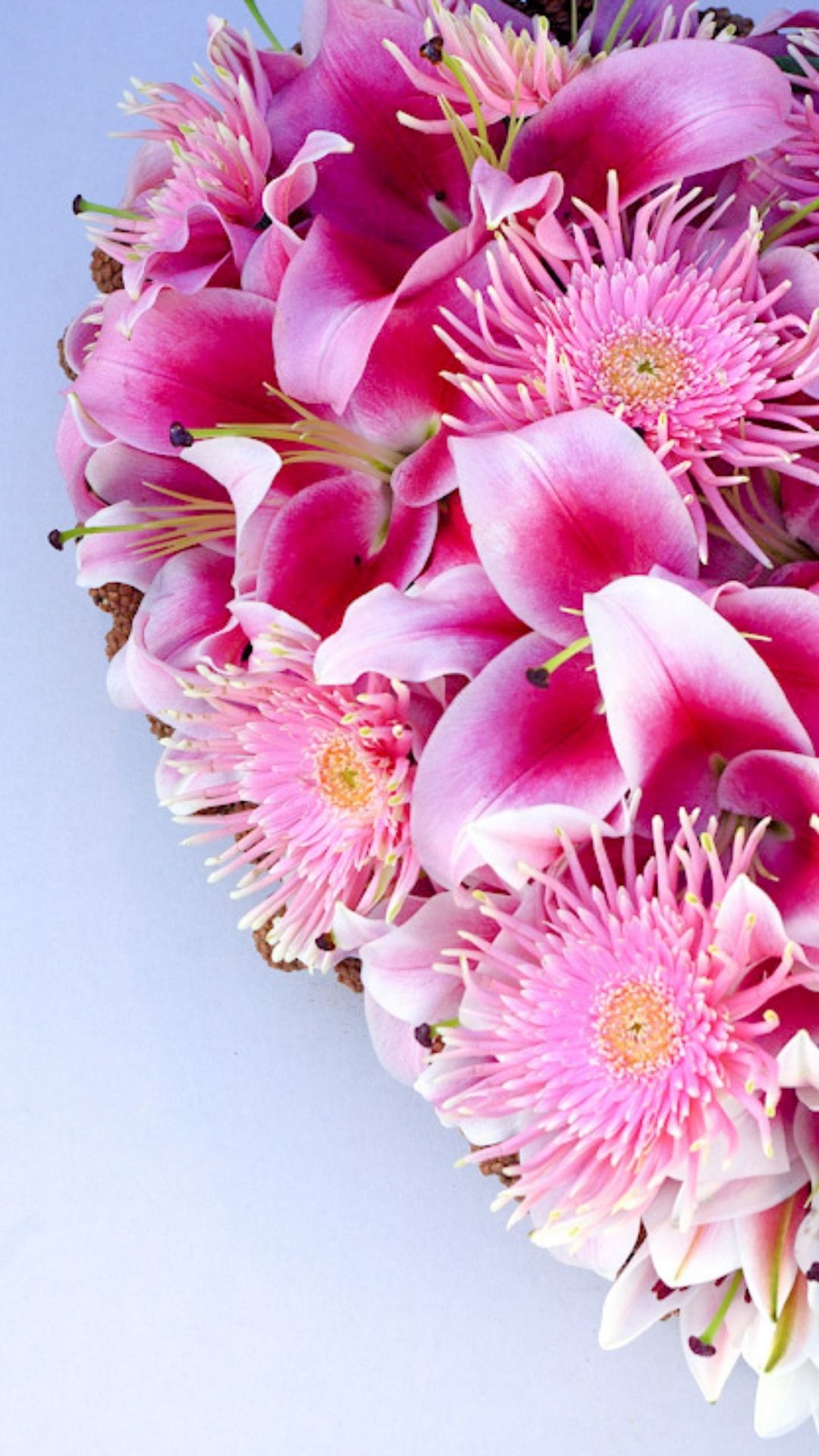 1080x1920  Обои для телефона - Holstein Flowers gerbera