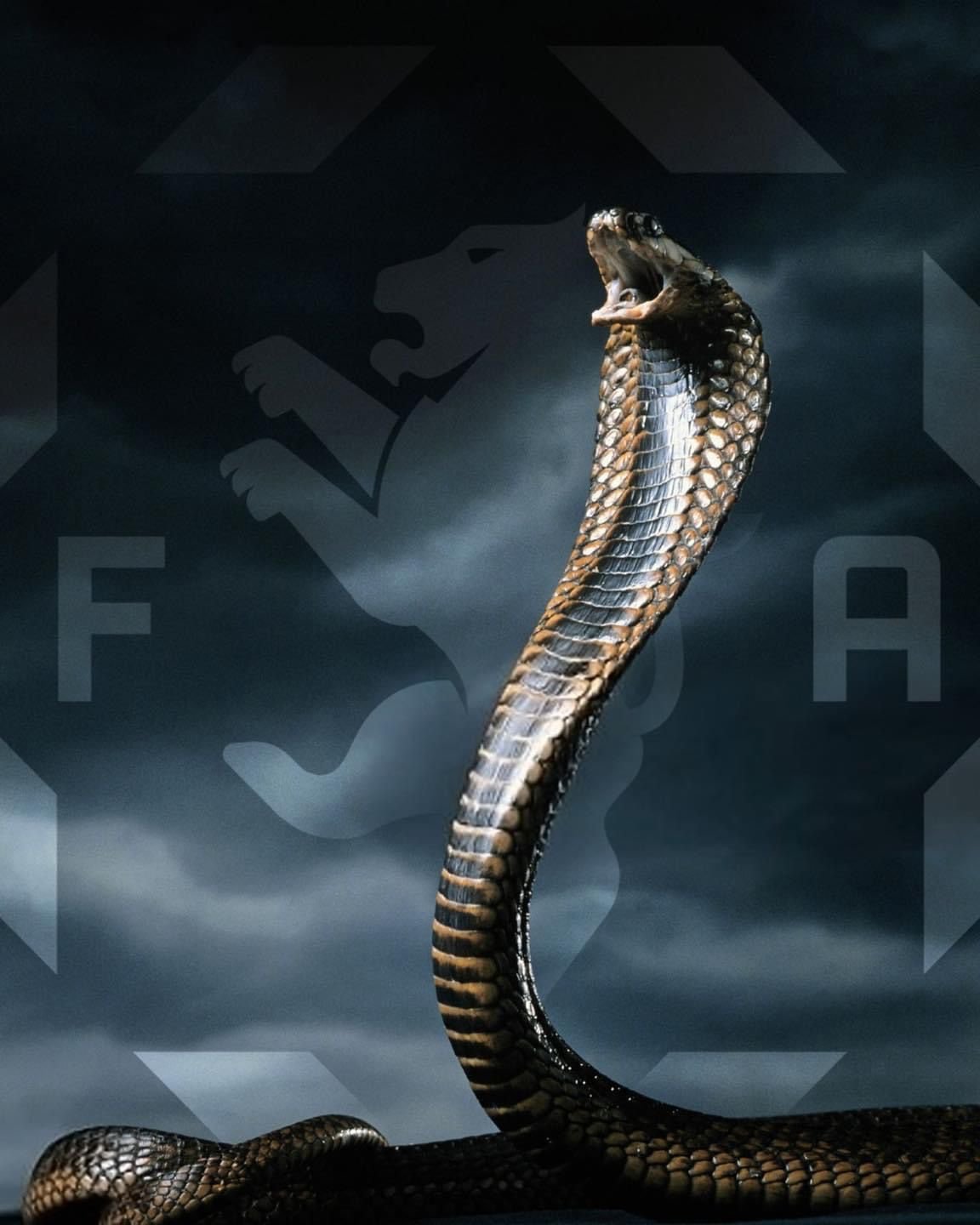 1152x1440  Картинки на телефон кобра - 66 фото