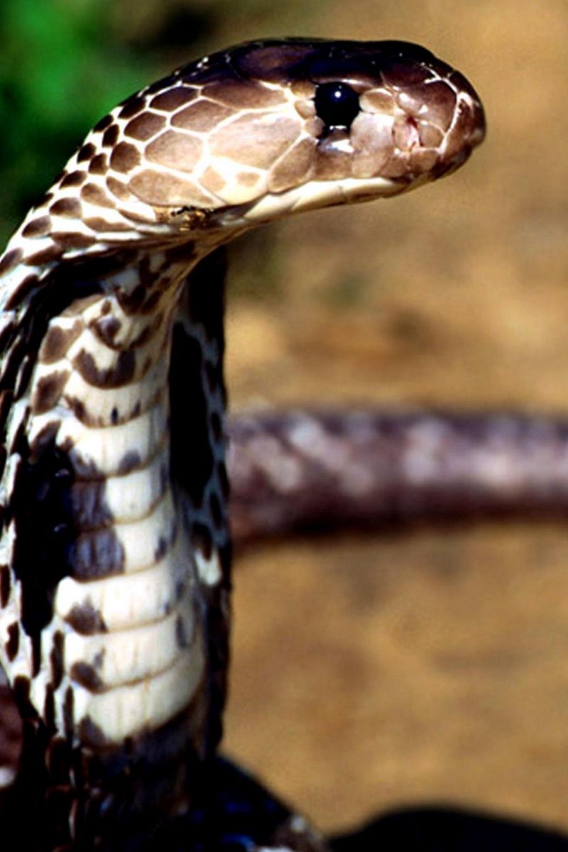 800x1200  Обои для телефона змеи на бордо | Рисунки драконов, Обои искусство,  Винтажные плакаты