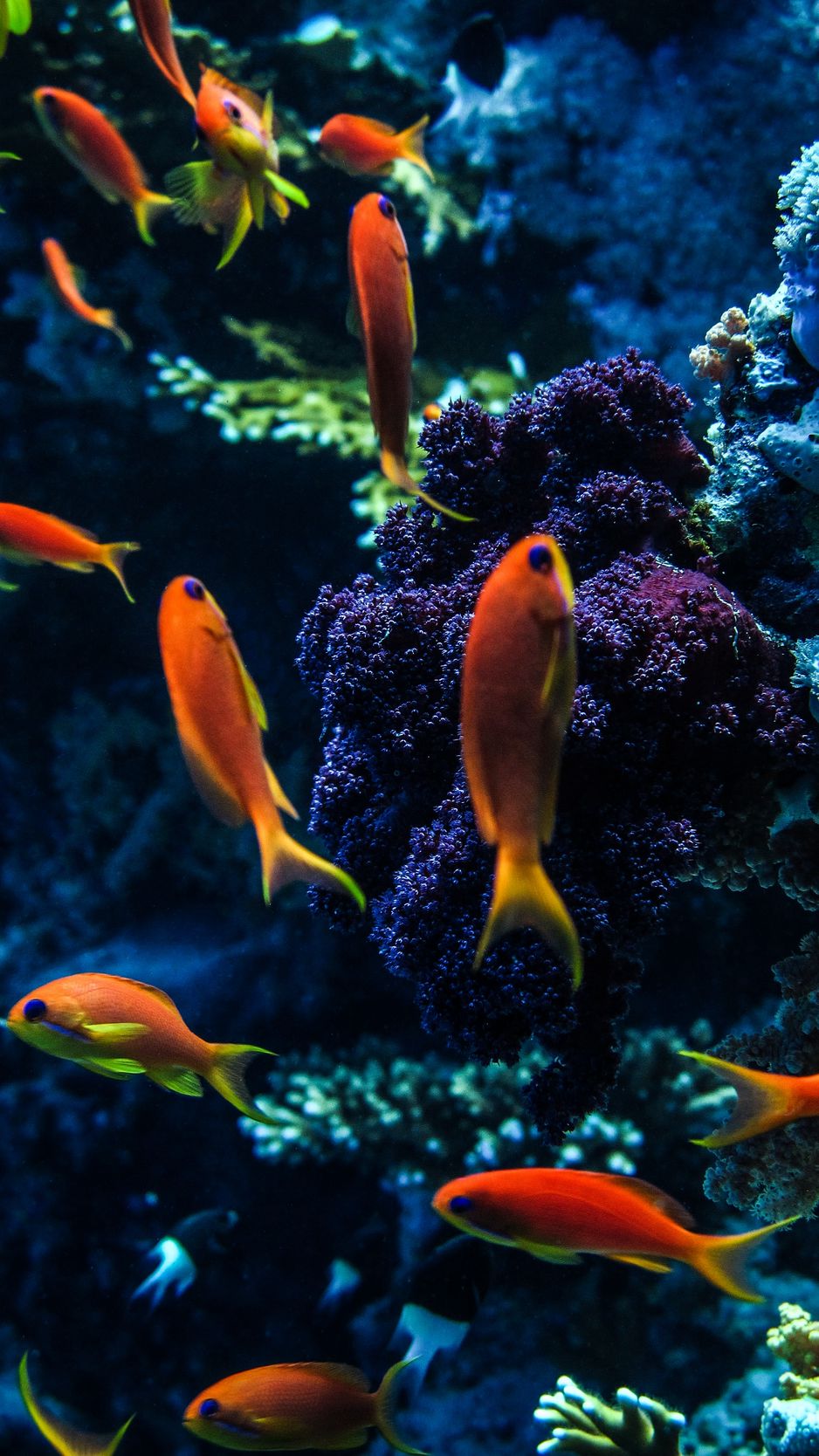 938x1668  beige aesthetic wallpaper | Обои для телефона, Коралловые обои, Неоновые  изделия