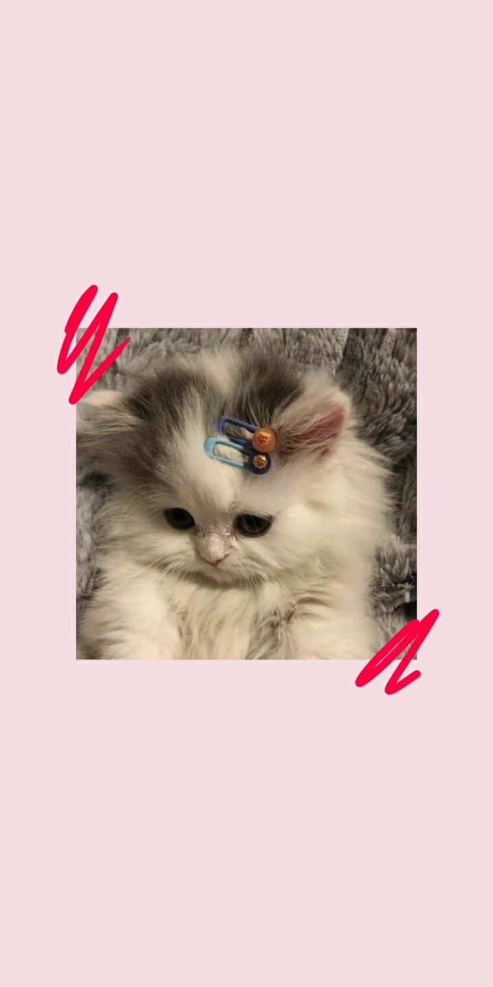 720x1440  Милые Обои С Котиками | Hayvan duvar kağıdı, Yavru kediler, Çok şirin  hayvanlar