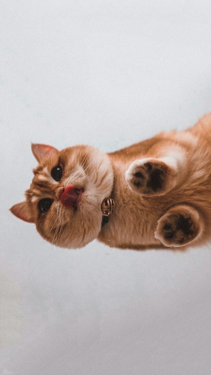 828x1472  Пин от пользователя Charlie Steinberg на доске Wallpaper | Милые котики,  Кошачьи фотографии, Котята