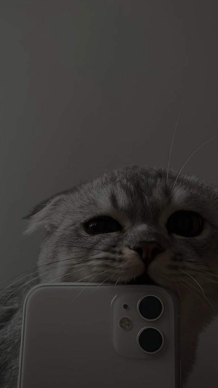 736x1308  фон для stories | Обои, Кошачьи обои, Акварельная живопись | Кошачьи  фотографии, Милый кот, Милые котики