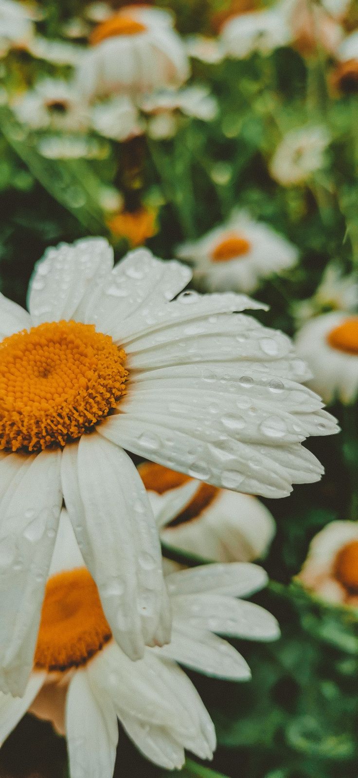 Макро обои на телефон