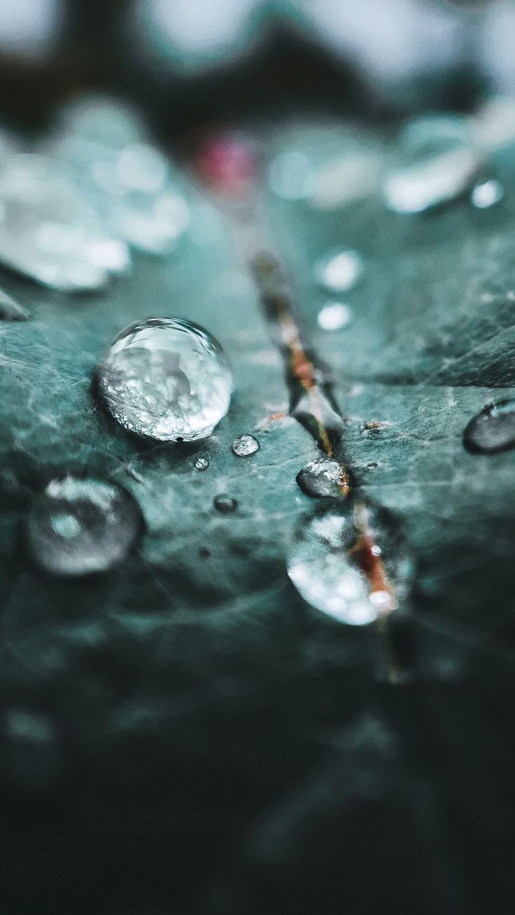 736x1308  Pin on Макро обои на телефон