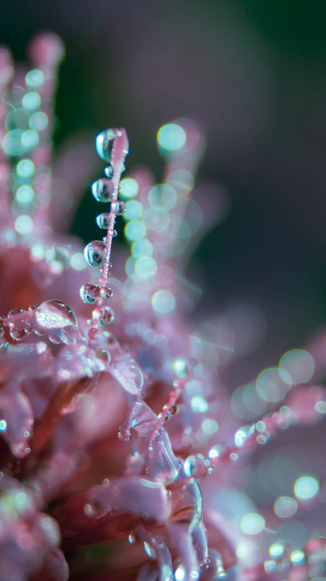 1080x1920  Макро обои для Андроид Full HD, лучшие 1080x1920 заставки на телефон |  Akspic