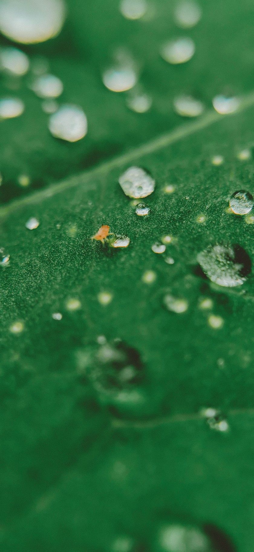 840x1824  Капли, капли макро, зелень, лист, крупный лист, зелёный цвет, букашка, обои  для телефона, заставка на телефон, фон … | Convenience store products,  Convenience store