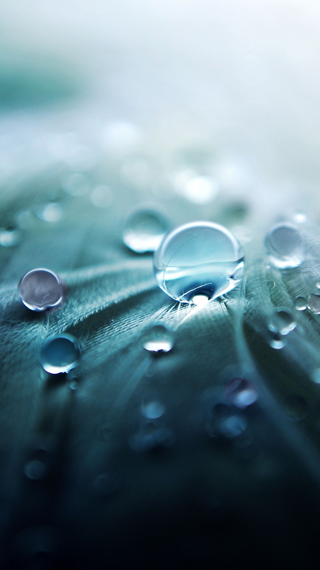 1080x1920  Обои падение, вода, роса, влага, макро на телефон Android, 1080x1920  картинки и фото бесплатно