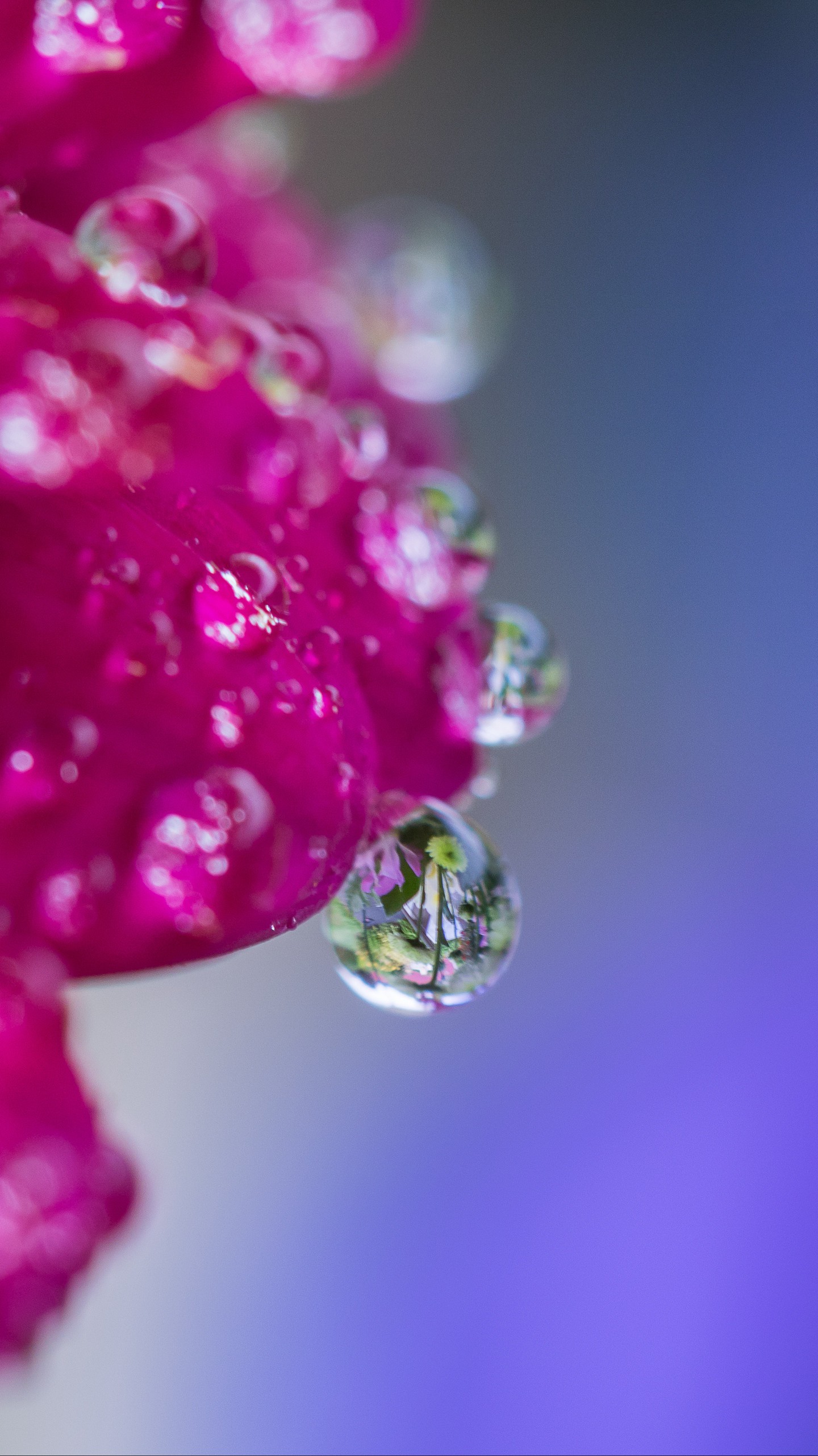 1440x2560  Обои на телефон макро, капля, цветок, отражение - скачать бесплатно в  высоком качестве из категории \"Макро\"