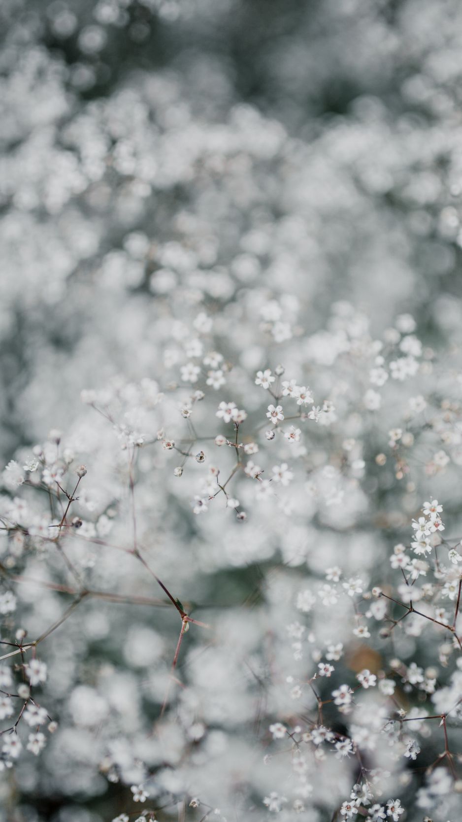 938x1668  Скачать 938x1668 гипсофила, цветы, белый, растение, макро обои, картинки  iphone 8/7/6s/6 for parallax