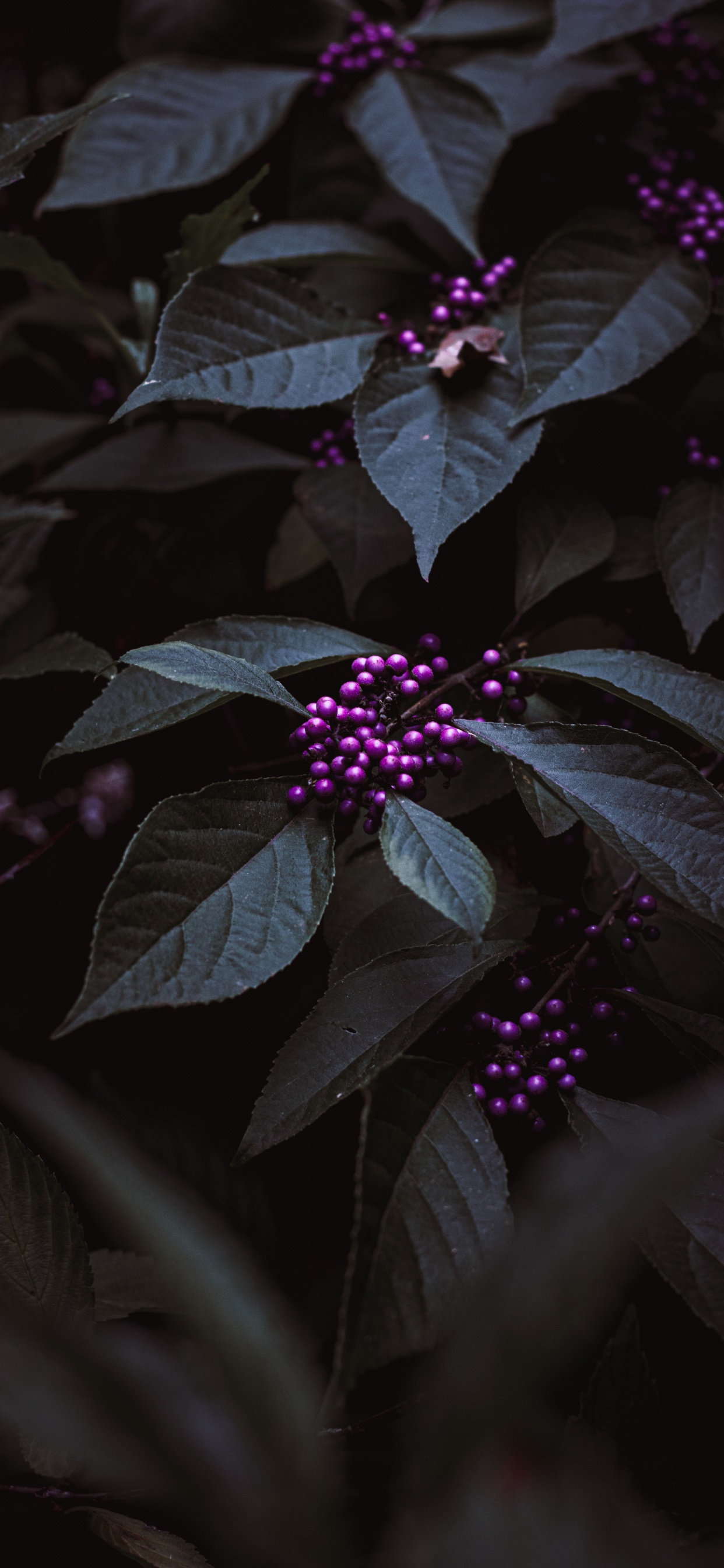 1242x2688  Макро обои на iPhone XS Max, лучшие 1242x2688 картинки | Akspic