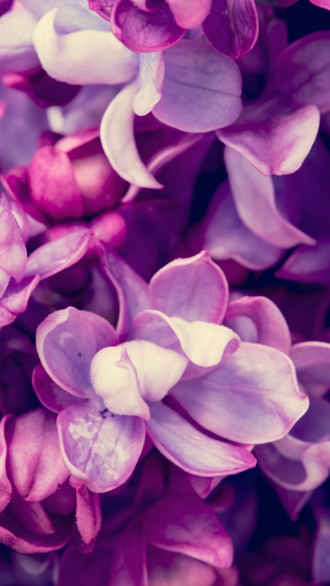 1080x1920  Обои на телефон сакура, цветы, макро, розовый, ветки - скачать бесплатно в  высоком качестве из категории \"Макро\"