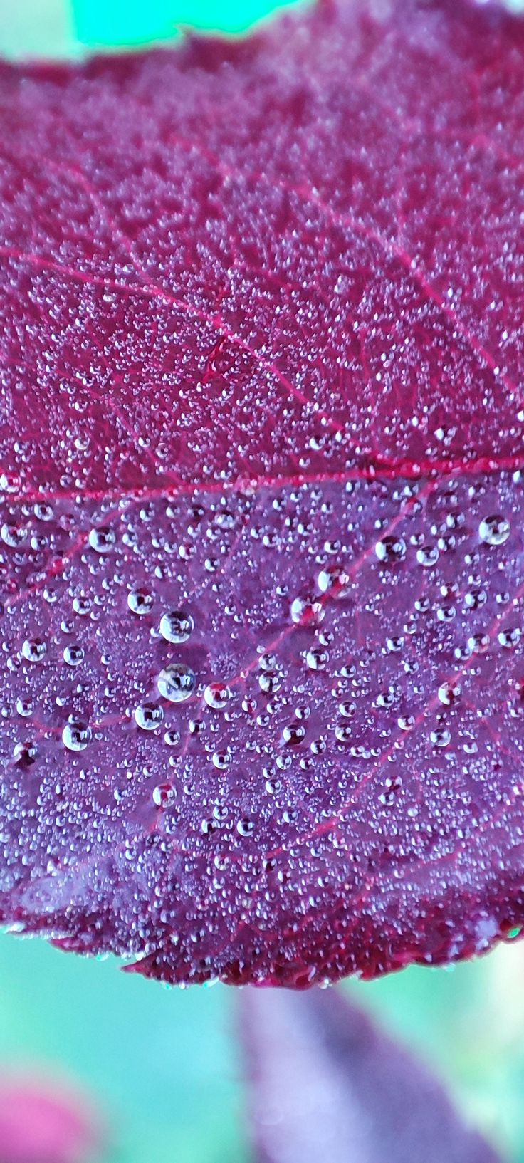 736x1633  Скачать 1879x2815 цветы, весна, букет, макро обои, картинки