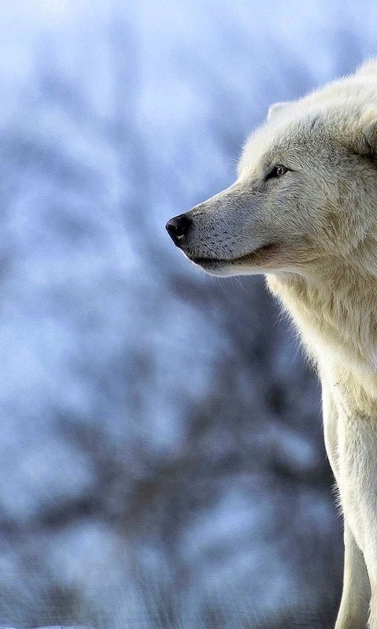 540x960 обои на телефон