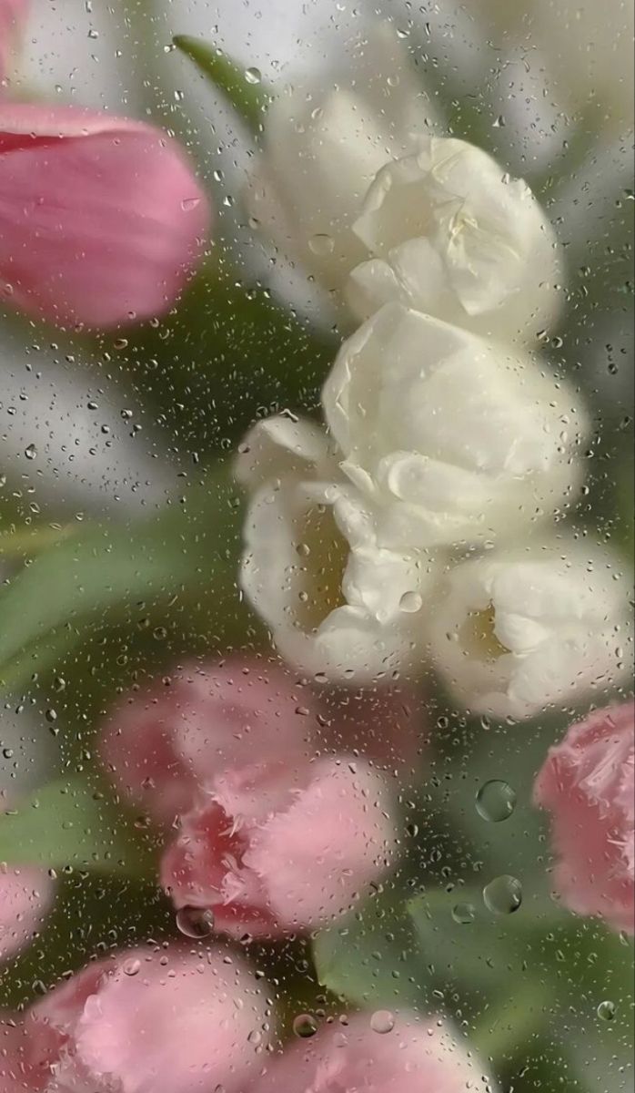 698x1200  Эстетика ༼цветы за стеклом༽ | Flower iphone wallpaper, Flower phone  wallpaper, Floral wallpaper iphone