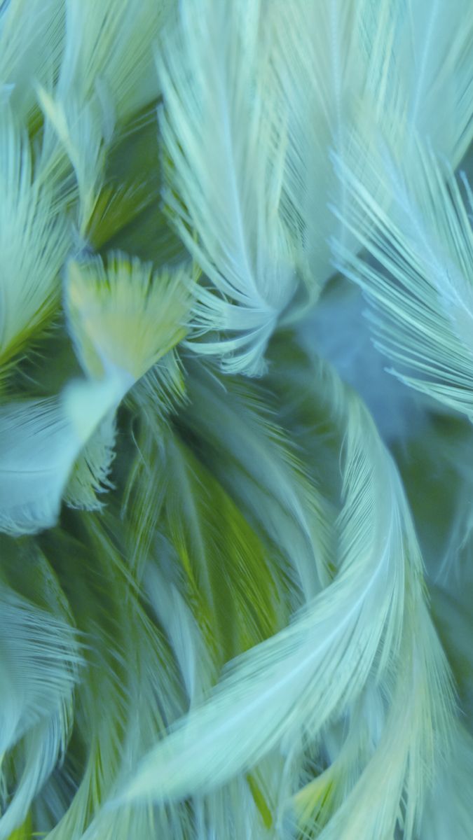 675x1200  Pin by Julia Johnson on Обои фон | Feather wallpaper iphone, Beautiful  wallpapers, Feather wallpaper