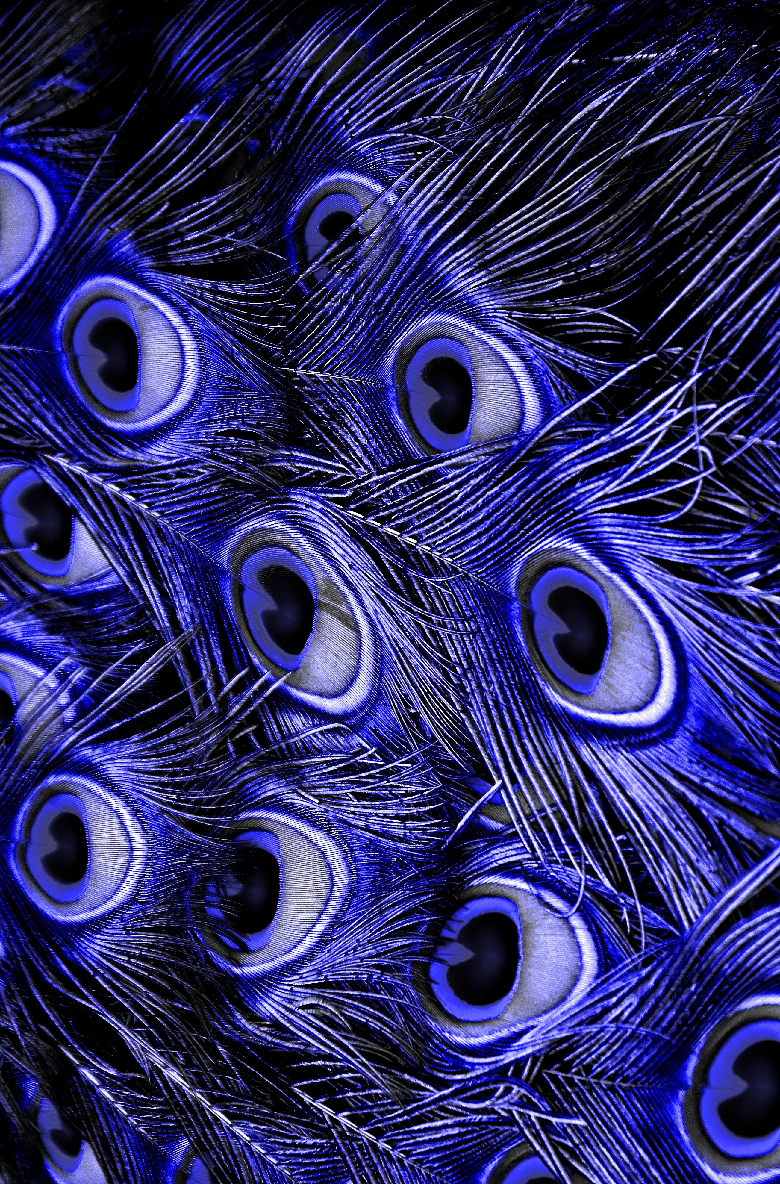 2605x3954  Скачать обои \"Перья\" на телефон в высоком качестве, вертикальные картинки \" Перья\" бесплатно