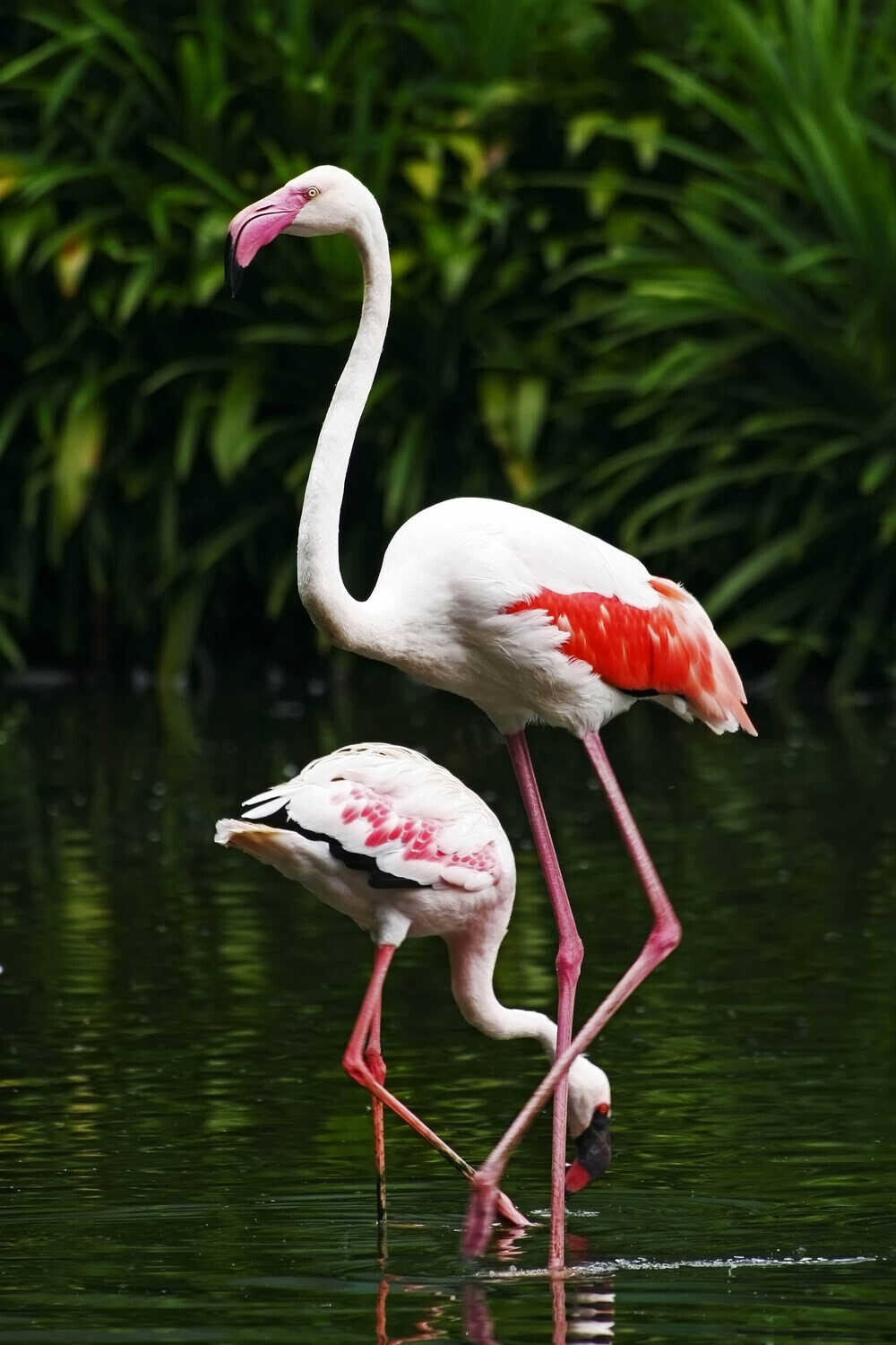 1000x1500  Обои на планшет Единорог - 74 фото