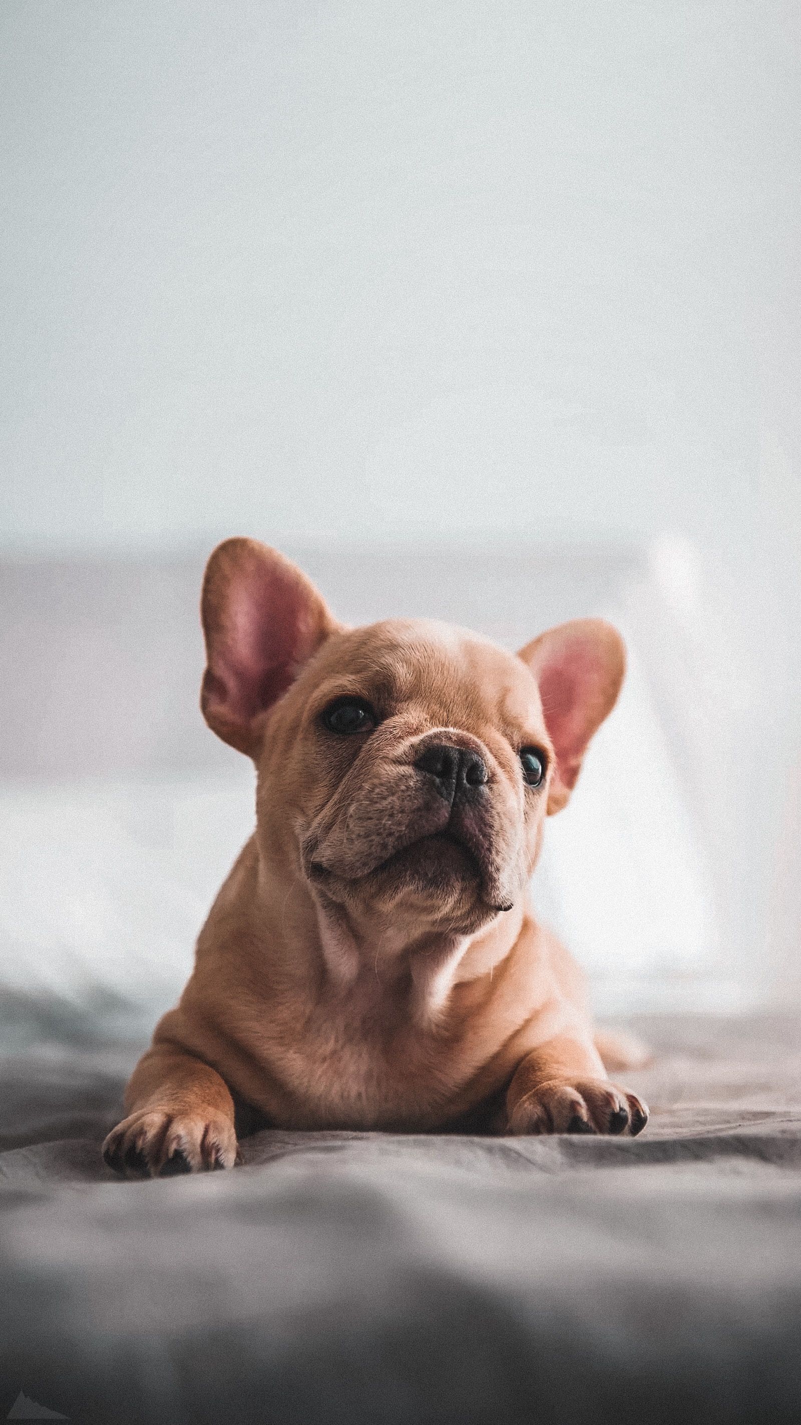 1600x2844  Pin by ASH WALLPAPERS on ZOO | Animal photography dogs, French bulldog  puppies, French bulldog wallpaper