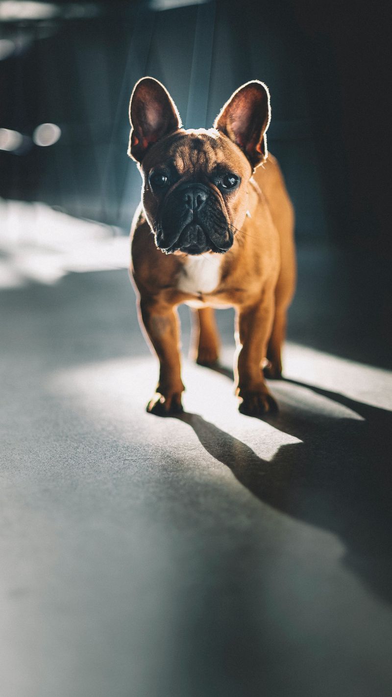 800x1420  Скачать 800x1420 французский бульдог, взгляд, собака, питомец обои, картинки  iphone se/5s/5c/5 for parallax
