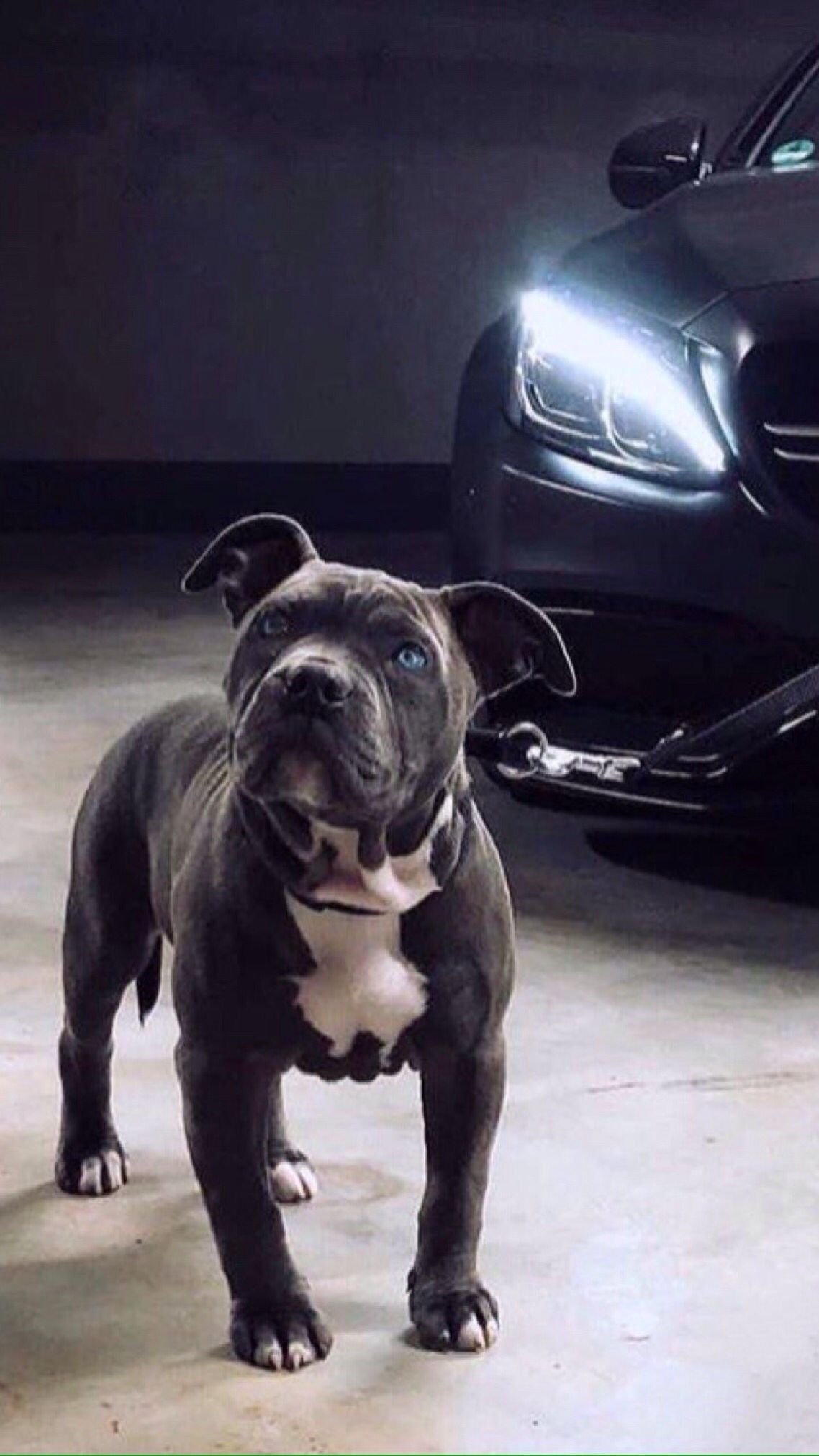 1138x2023  Собака в зеленой куртке и шляпе со словом «французский». | Премиум Фото