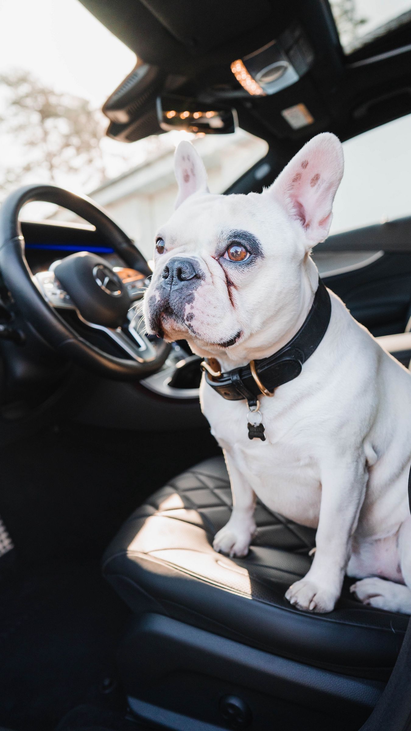 1350x2400  Скачать 1350x2400 французский бульдог, собака, морда обои, картинки iphone  8+/7+/6s+/6+ for parallax