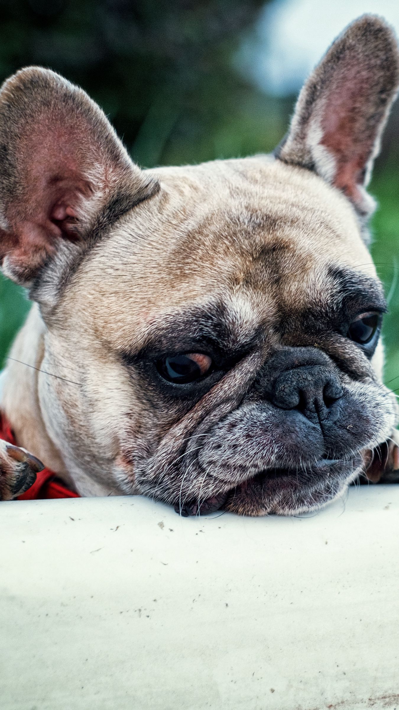 1350x2400  Портрет французского бульдога, элегантное черно-белое изображение | Премиум  Фото