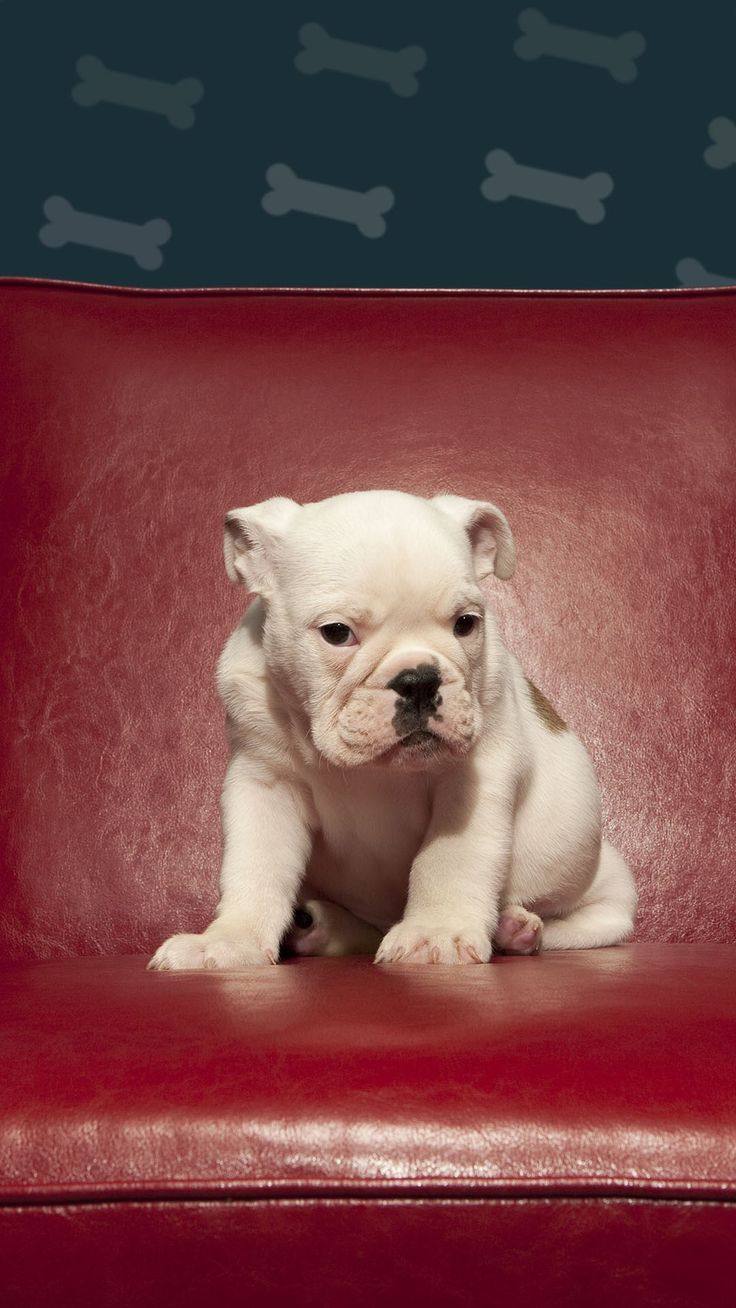 736x1308  Картинки французский бульдог - 82 фото