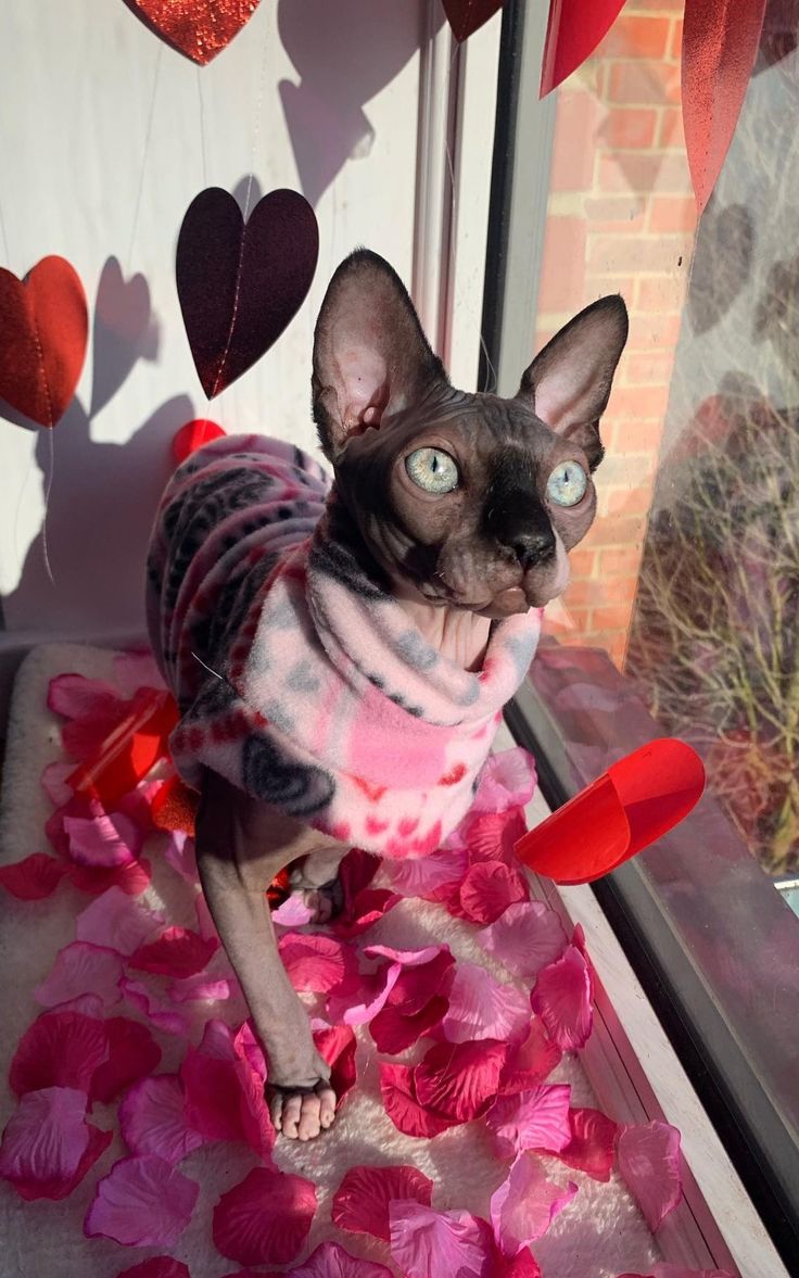 736x1177  Скачать 938x1668 французский бульдог, собака, улица обои, картинки iphone  8/7/6s/6 for parallax