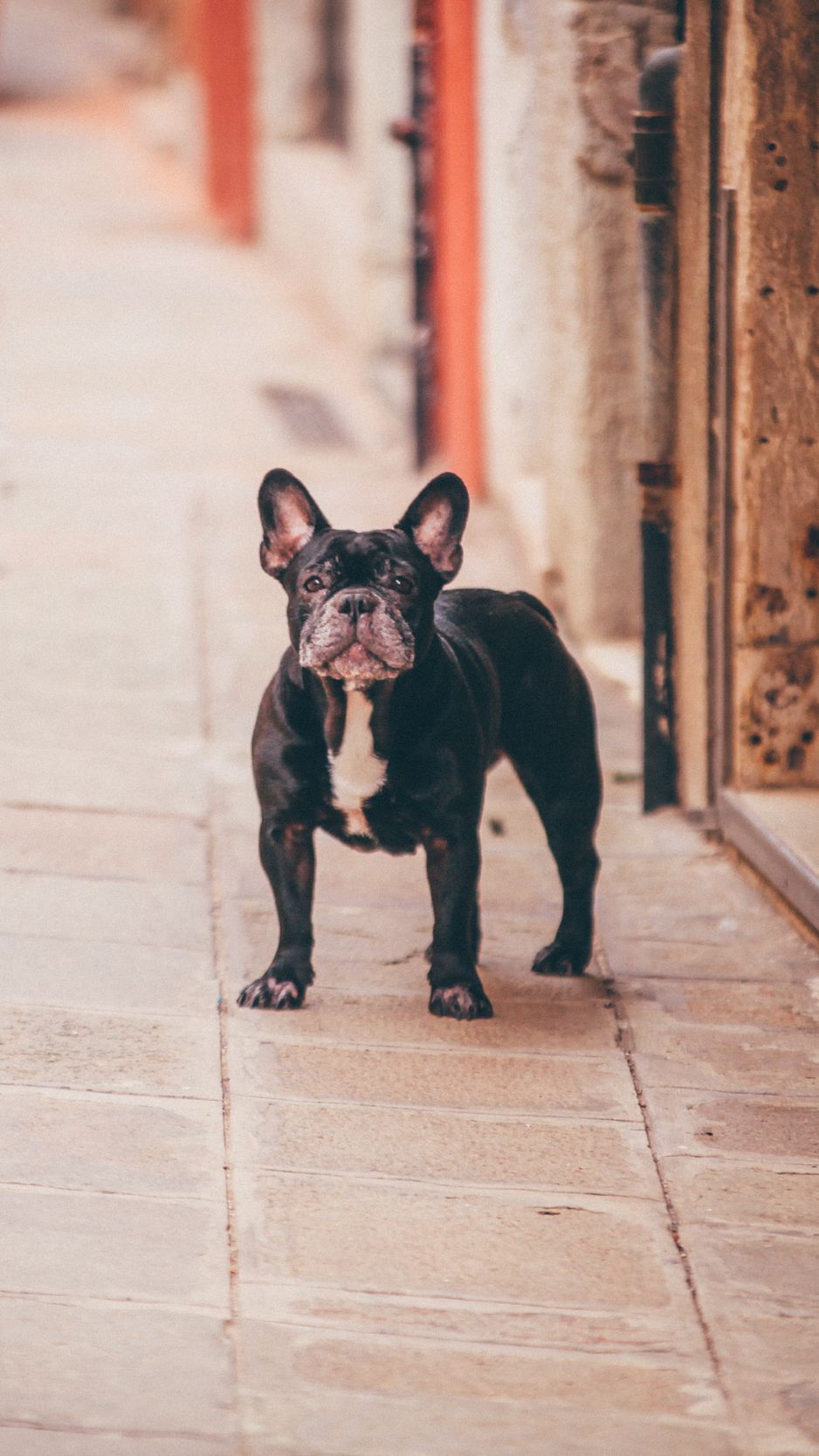 938x1668  Французский бульдог и пудель арт - 67 фото