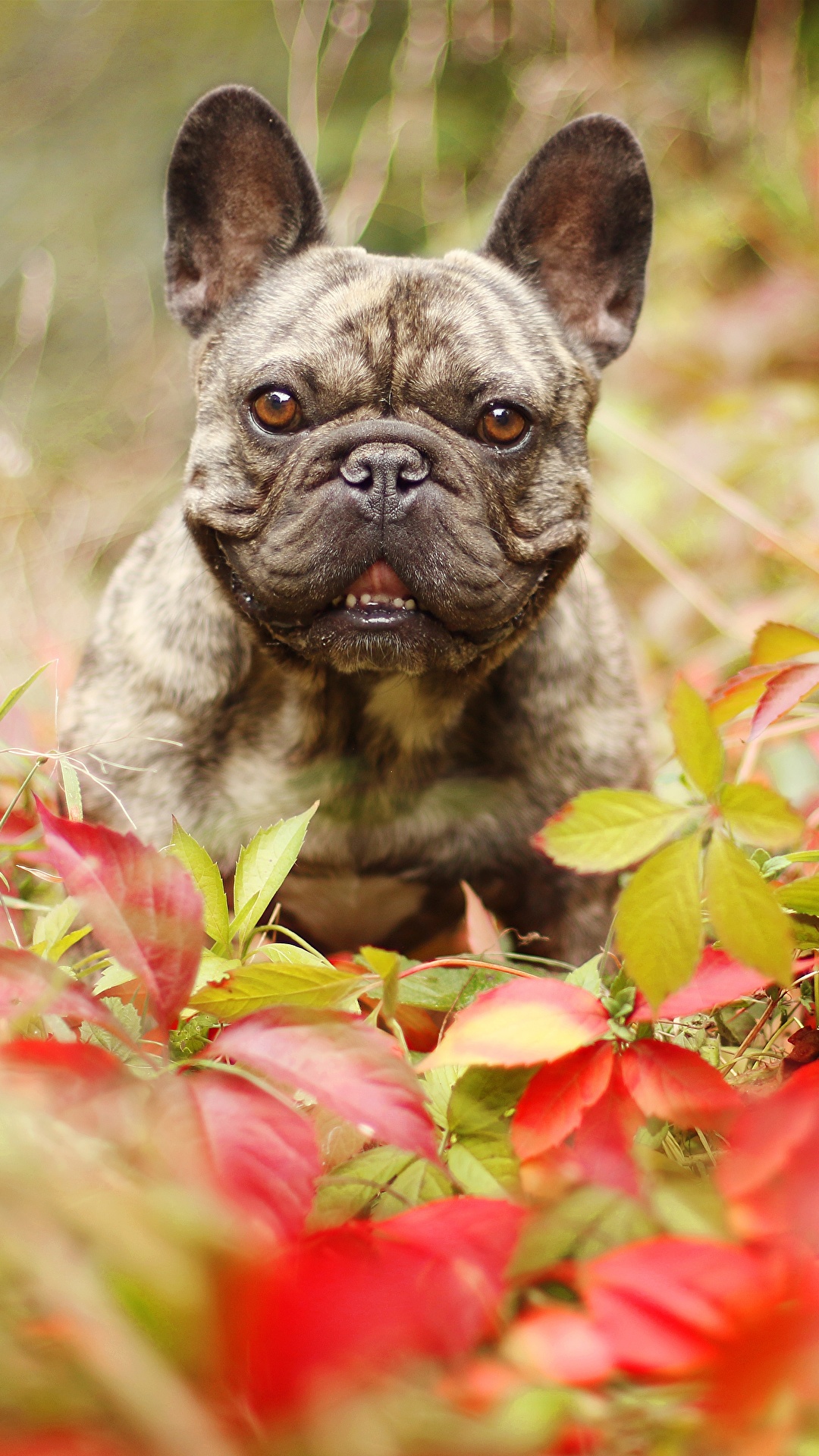 1080x1920  ᐉ Игрушка-антистресс детская TILLY Собачка-тянучка Мопс 8 см Черный (067445)