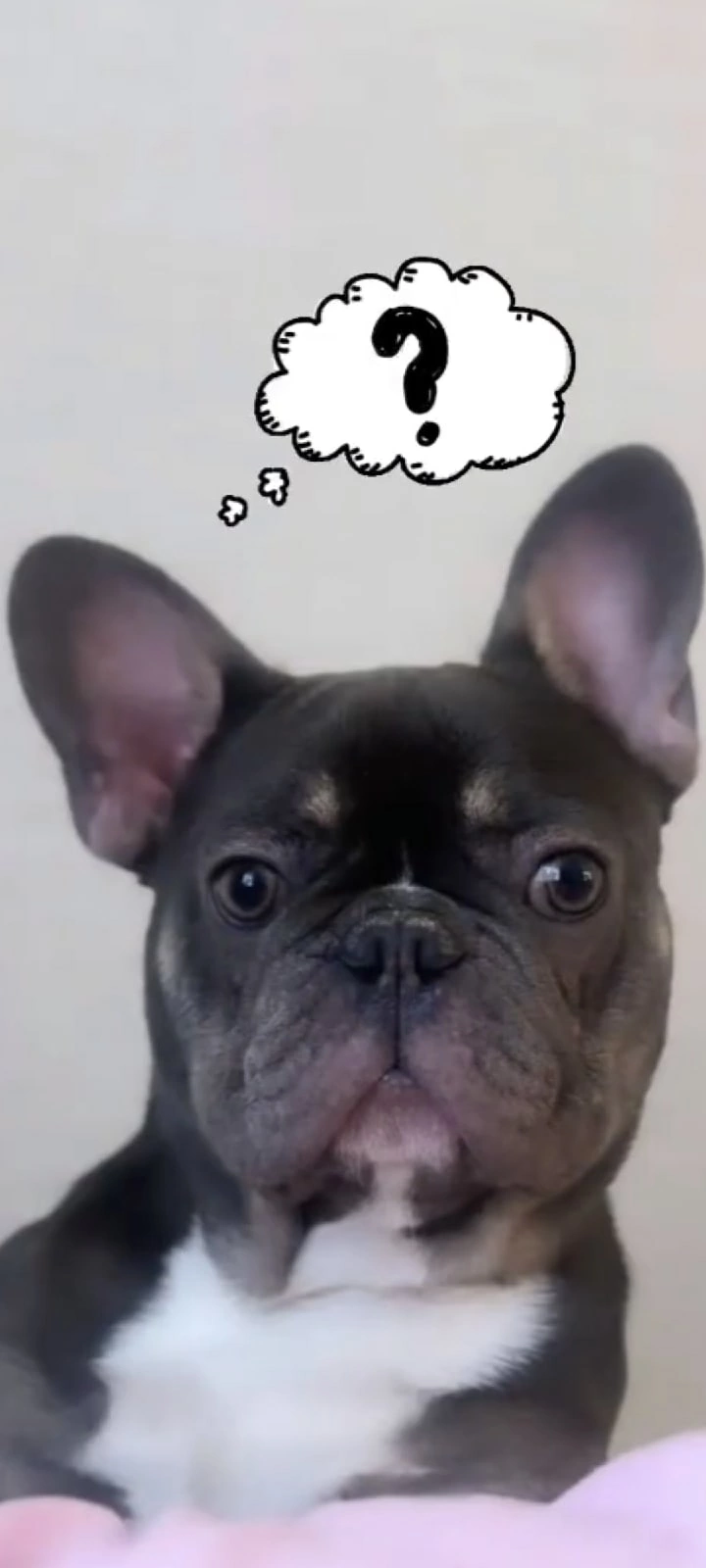 720x1600  Обои с чихуахуа | Обои с собаками, Милый кот, Чихуахуа