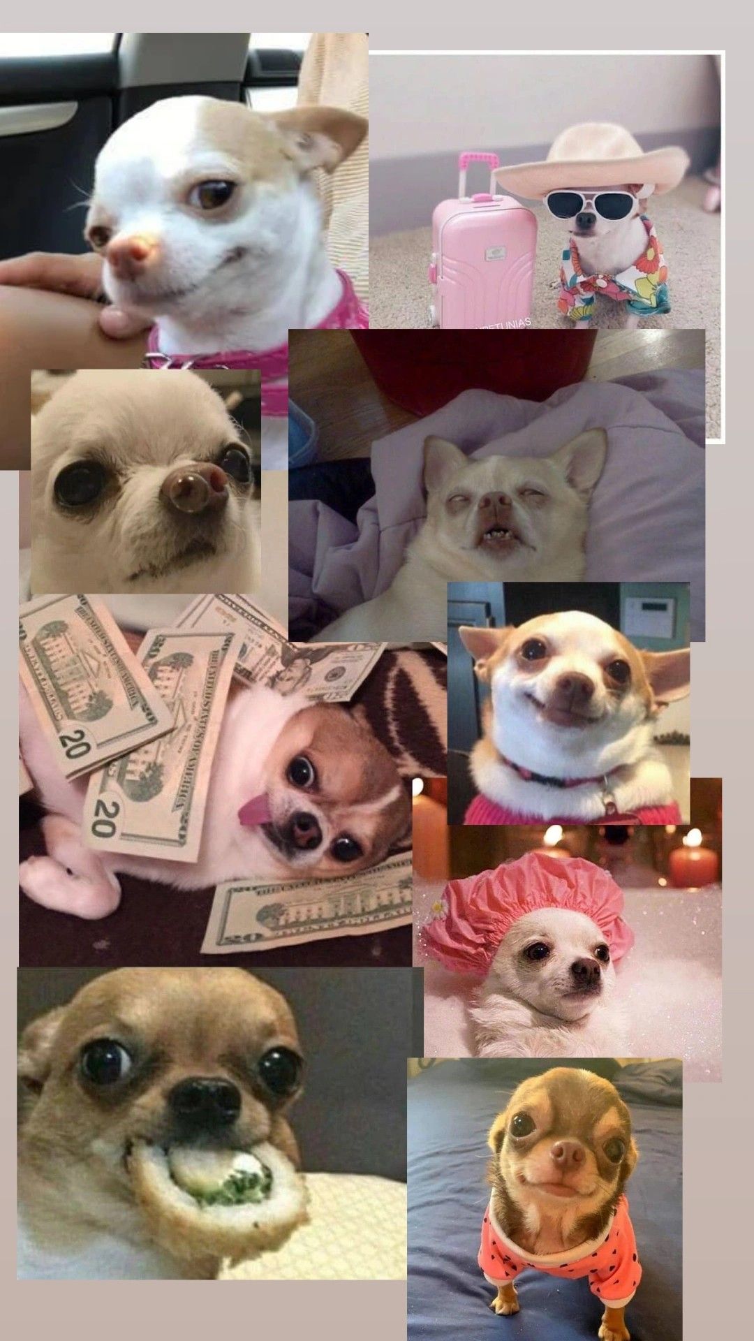 1080x1920  Портрет студии французского бульдога сидя смотрящ к камере и торчащий язык  на белой предпосылке | Премиум Фото