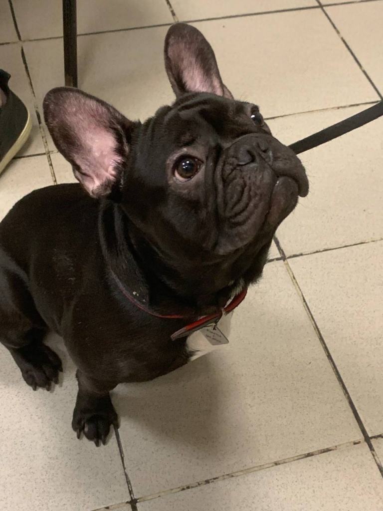 768x1024  Сумка-переноска Пони бежевая – купить за 9 990 ₽ | HuntingPony