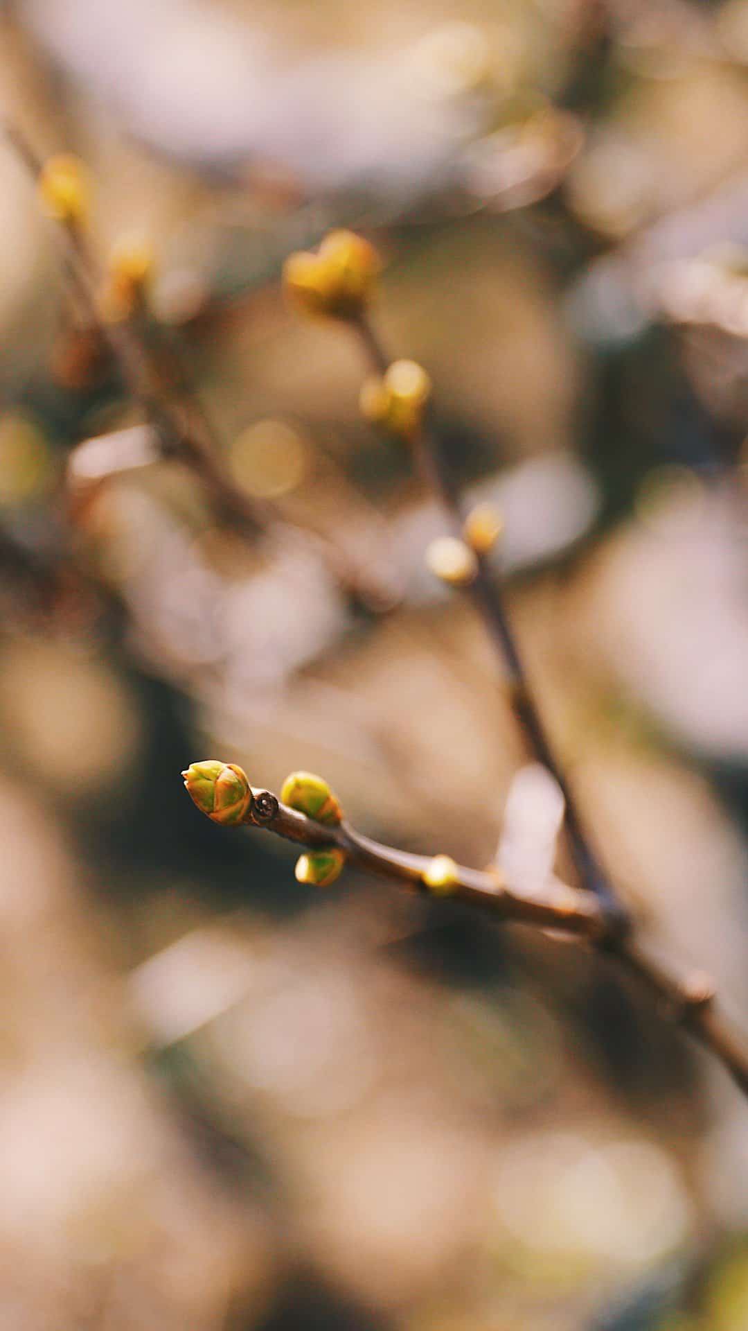 1080x1920  Обои для смартфона к Великому посту - Православный журнал «Фома»