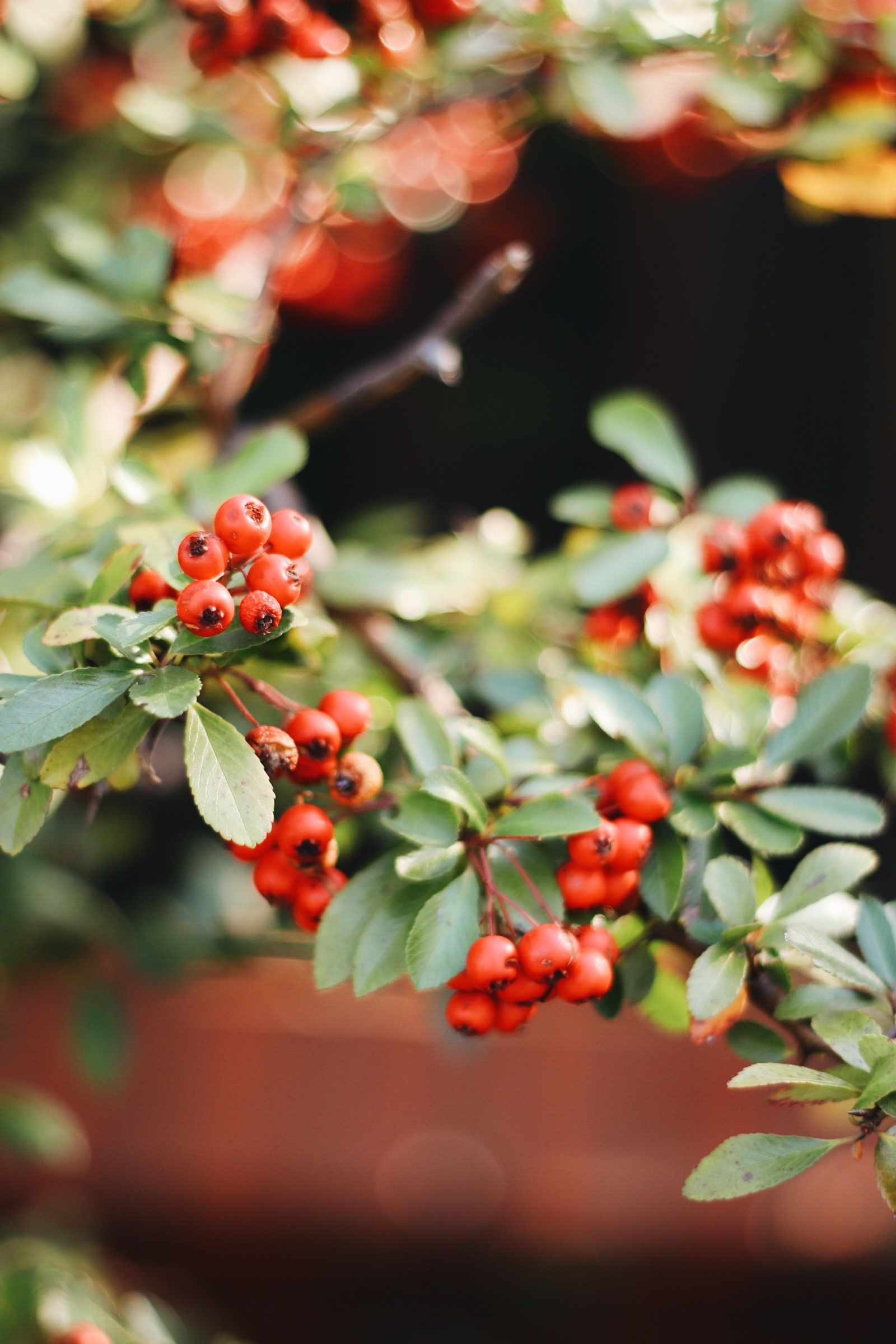 1600x2400  Осенне фото рябины. Обои на телефон. | Stock images free, Portfolio images,  Stock photos