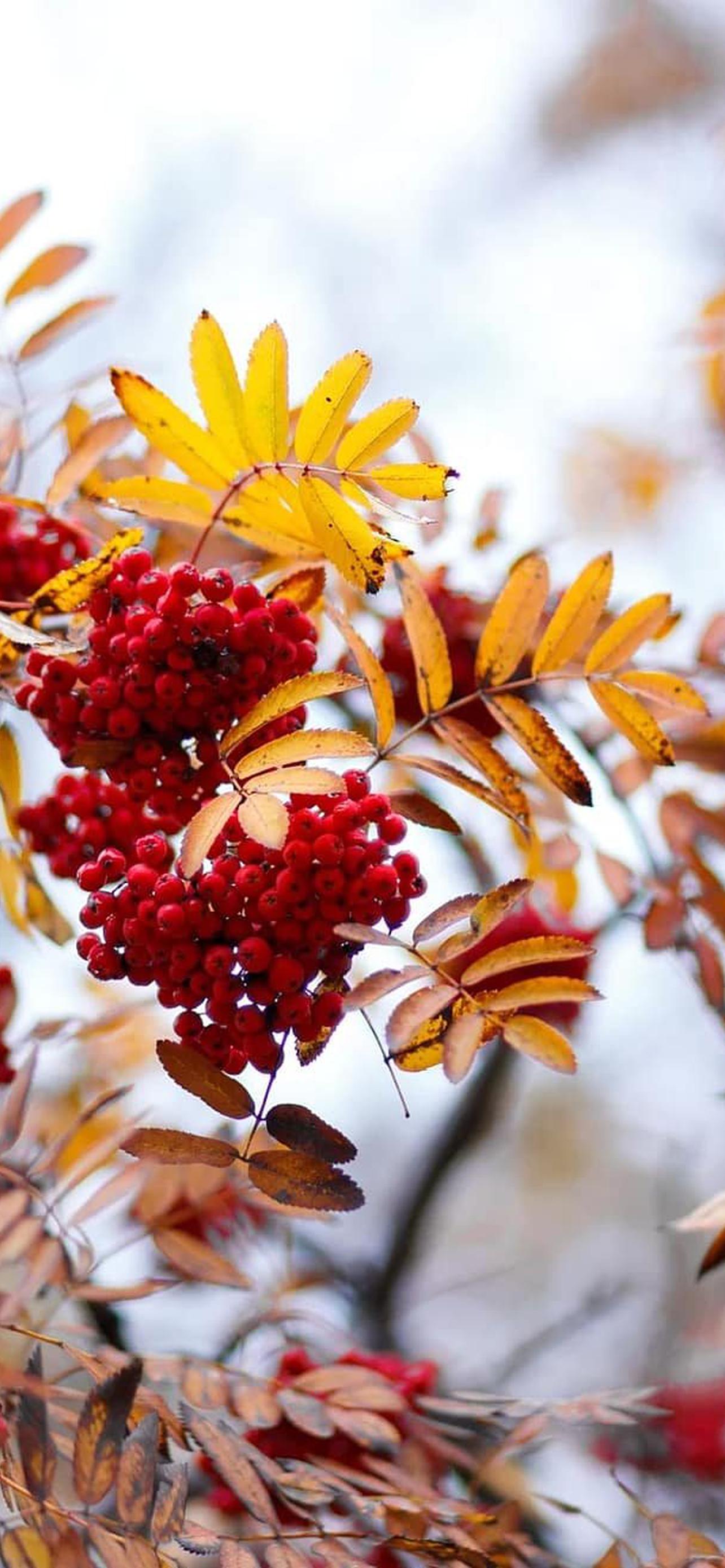 1284x2778  Осень рябина обои на телефон [45+ изображений]