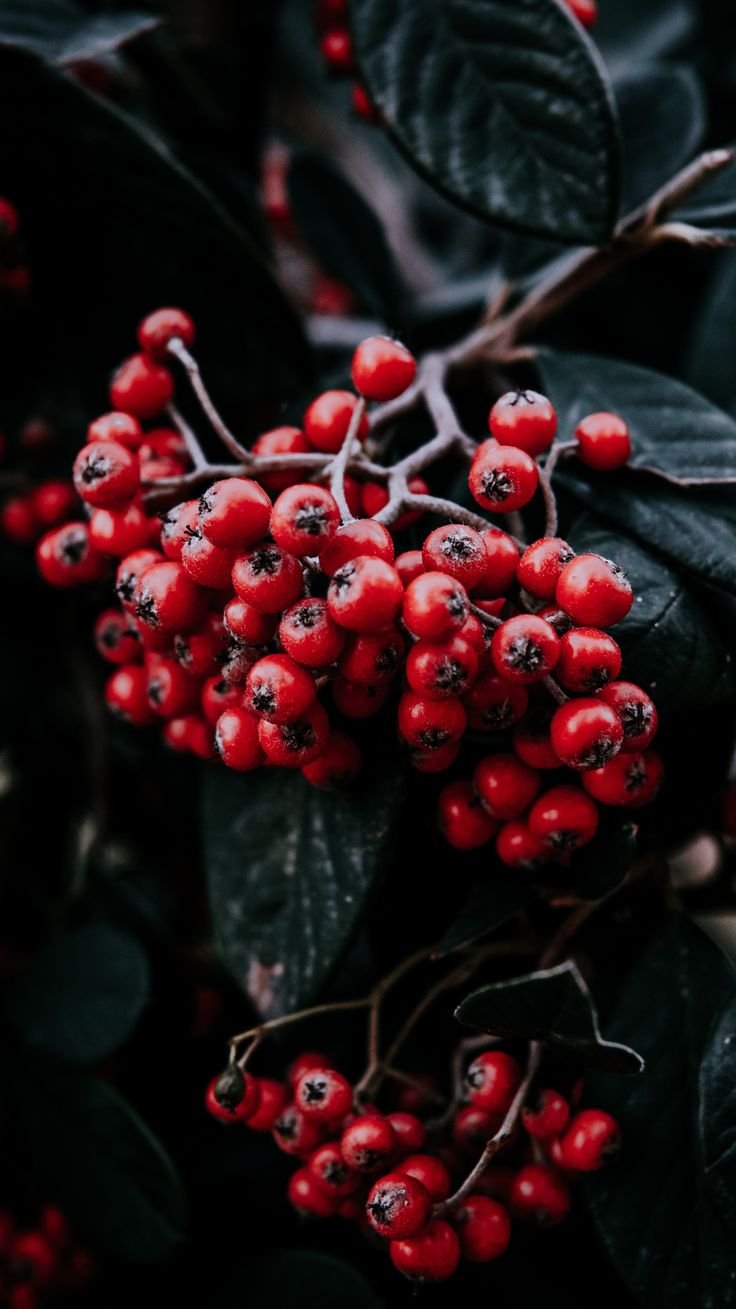 736x1309  Обои на телефон рябина - фото и картинки: 62 штук