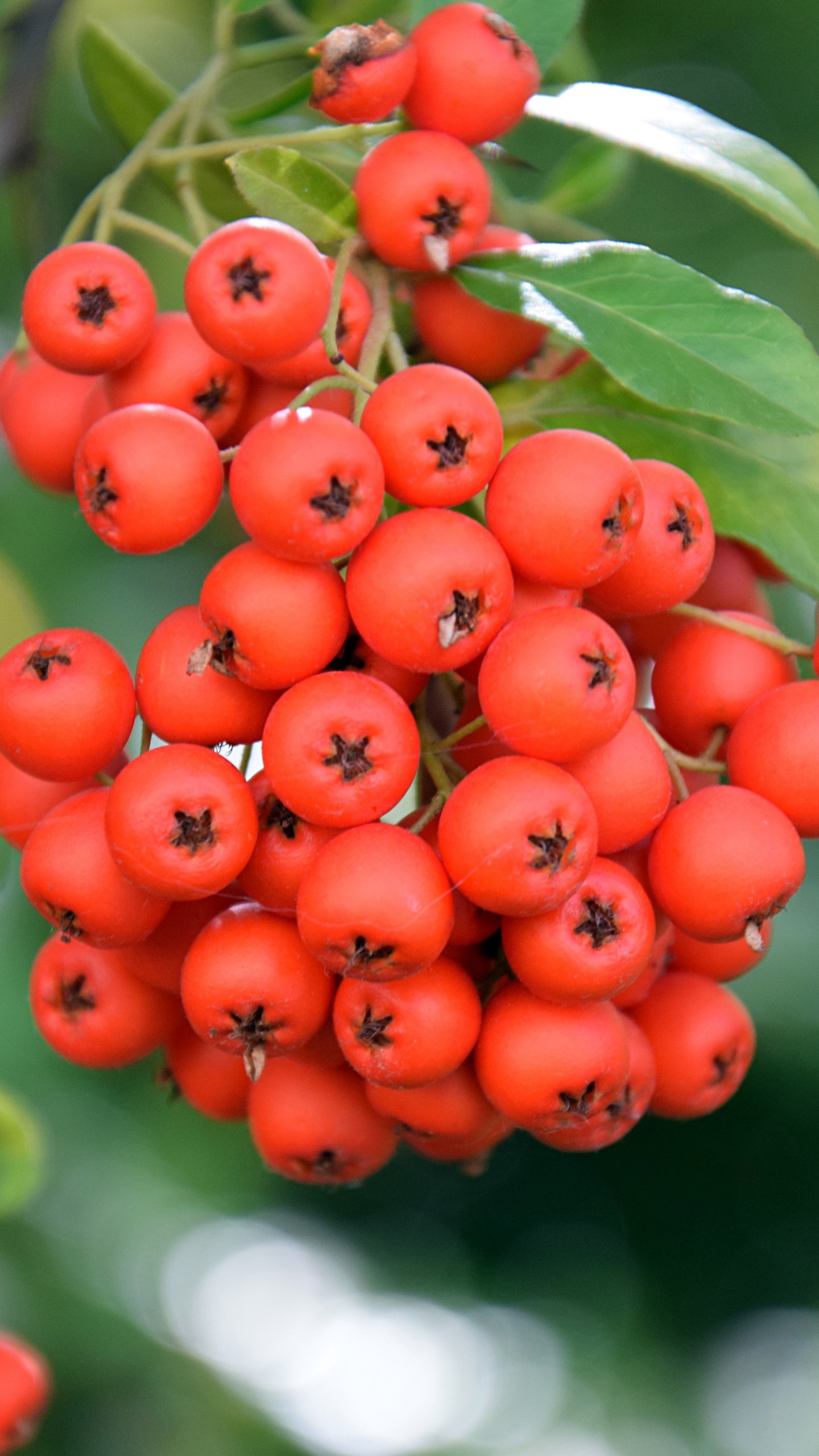 1440x2560  Обои на телефон рябина, ветвь, спелый - скачать бесплатно в высоком  качестве из категории \"Еда\"