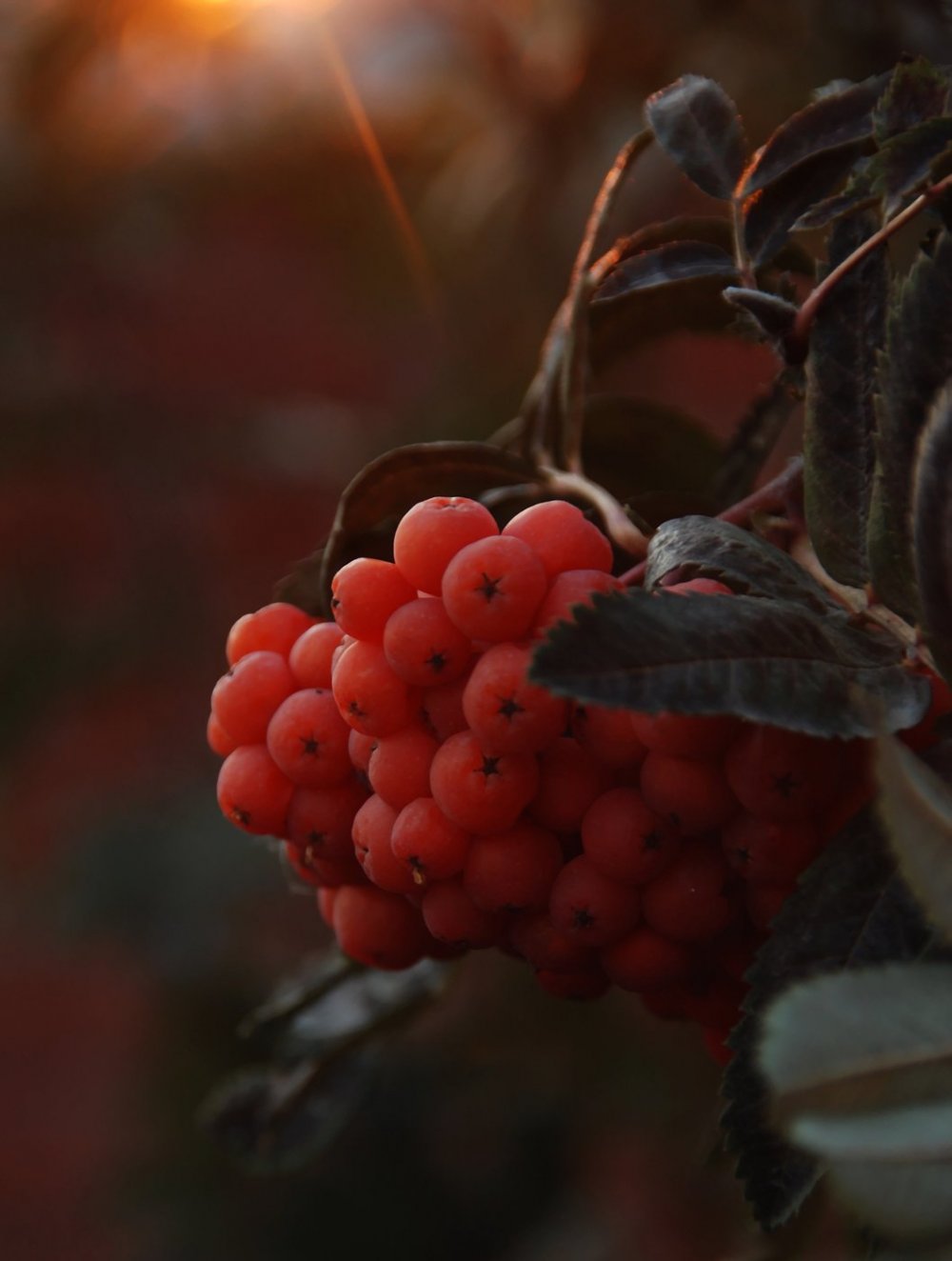 1000x1324  Картинки осень на заставку телефона (49 лучших фото)