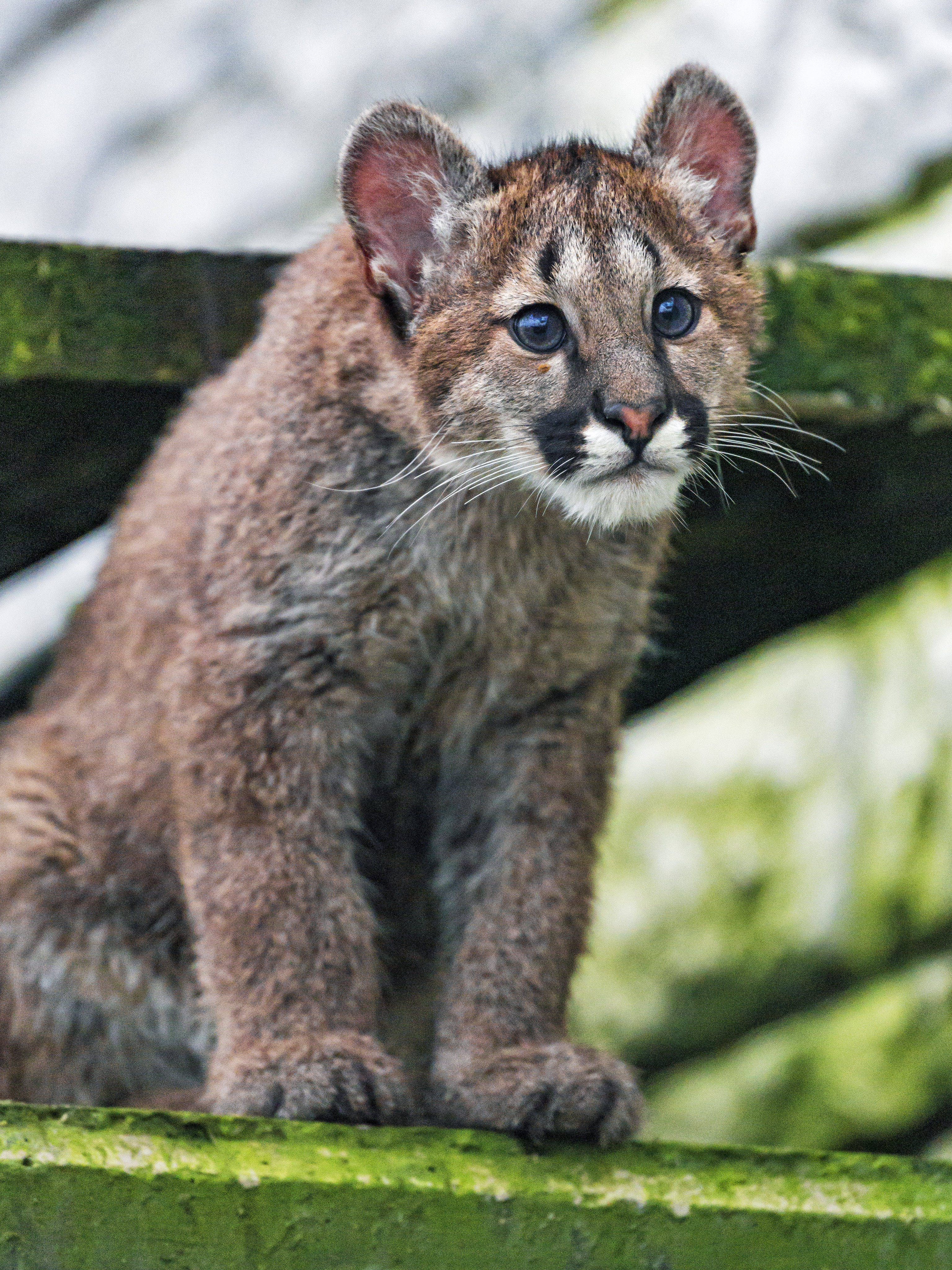 3072x4096  Скачать обои \"Пумы\" на телефон в высоком качестве, вертикальные картинки \" Пумы\" бесплатно