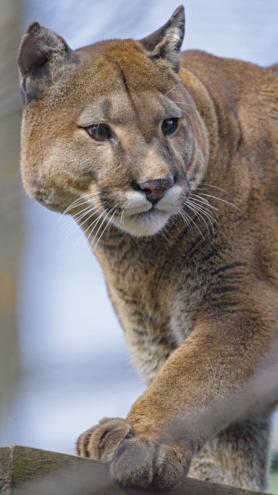 1080x1920  Скачать 1080x1920 пума, животное, взгляд, большая кошка обои, картинки  samsung galaxy s4, s5, note, sony xperia z, z1, z2, z3, htc one, lenovo vibe