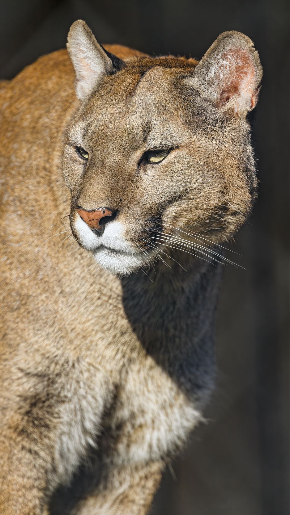 938x1668  Скачать 938x1668 пума, животное, хищник, большая кошка обои, картинки  iphone 8/7/6s/6 for parallax