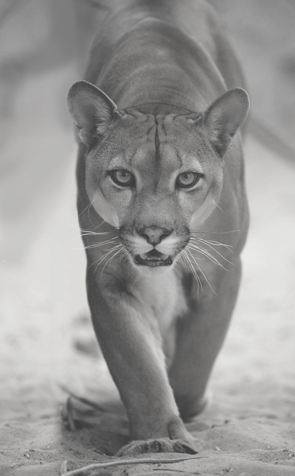 1240x2000  Пума 3260-М фотообои на флизелиновой основе 660 руб Красноярск Фотообои 1  полоса Фотообои на флизелине - Магазин «Дом обоев» Московской Обойной  Фабрики