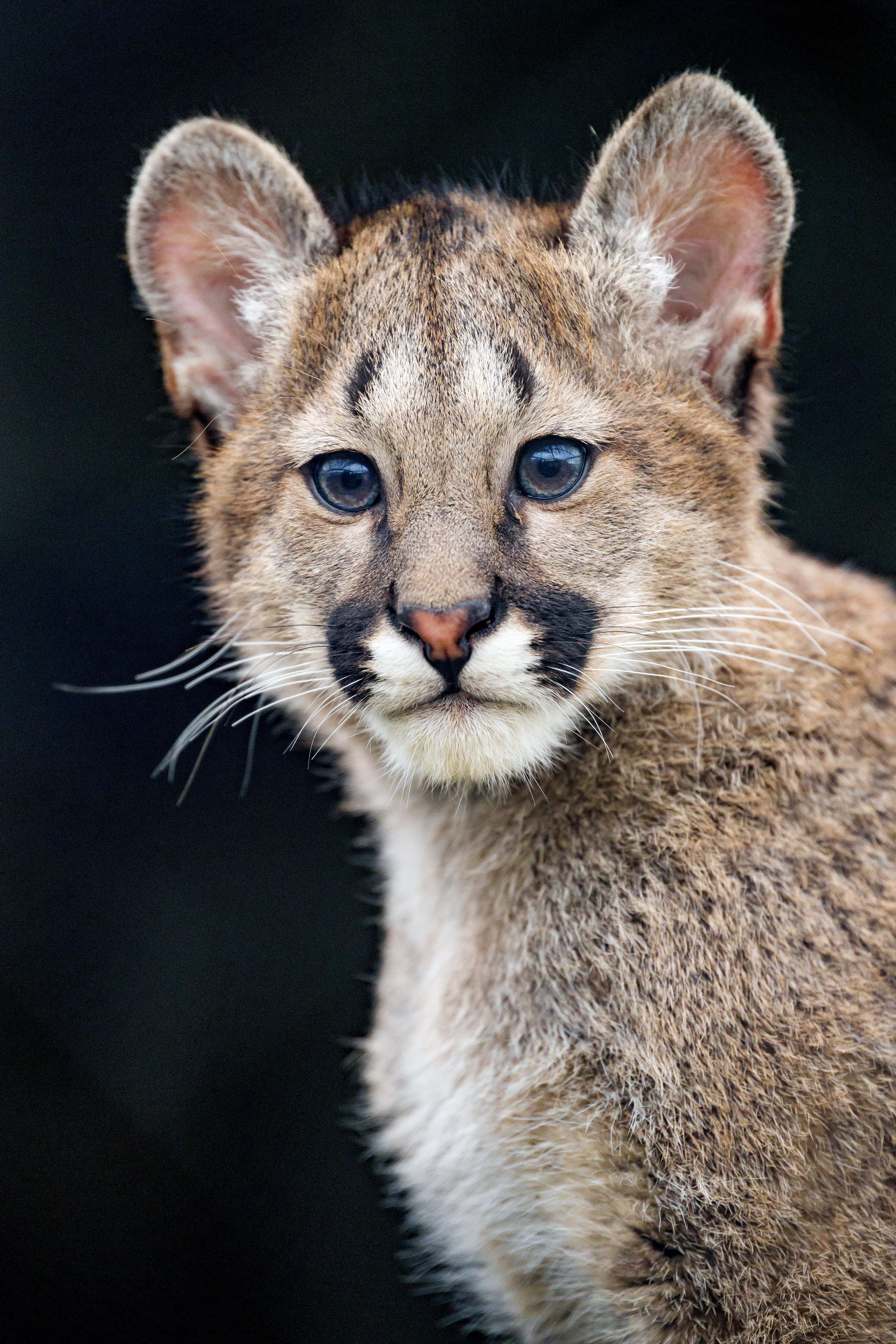 3413x5120  Завантажити шпалери \"Пуми\" на телефон в високій якості, вертикальні картинки  \"Пуми\" безкоштовно