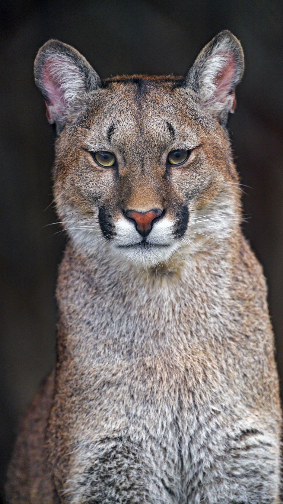 938x1668  Скачать 938x1668 пума, животное, большая кошка, хищник, взгляд обои,  картинки iphone 8/7/6s/6 for parallax