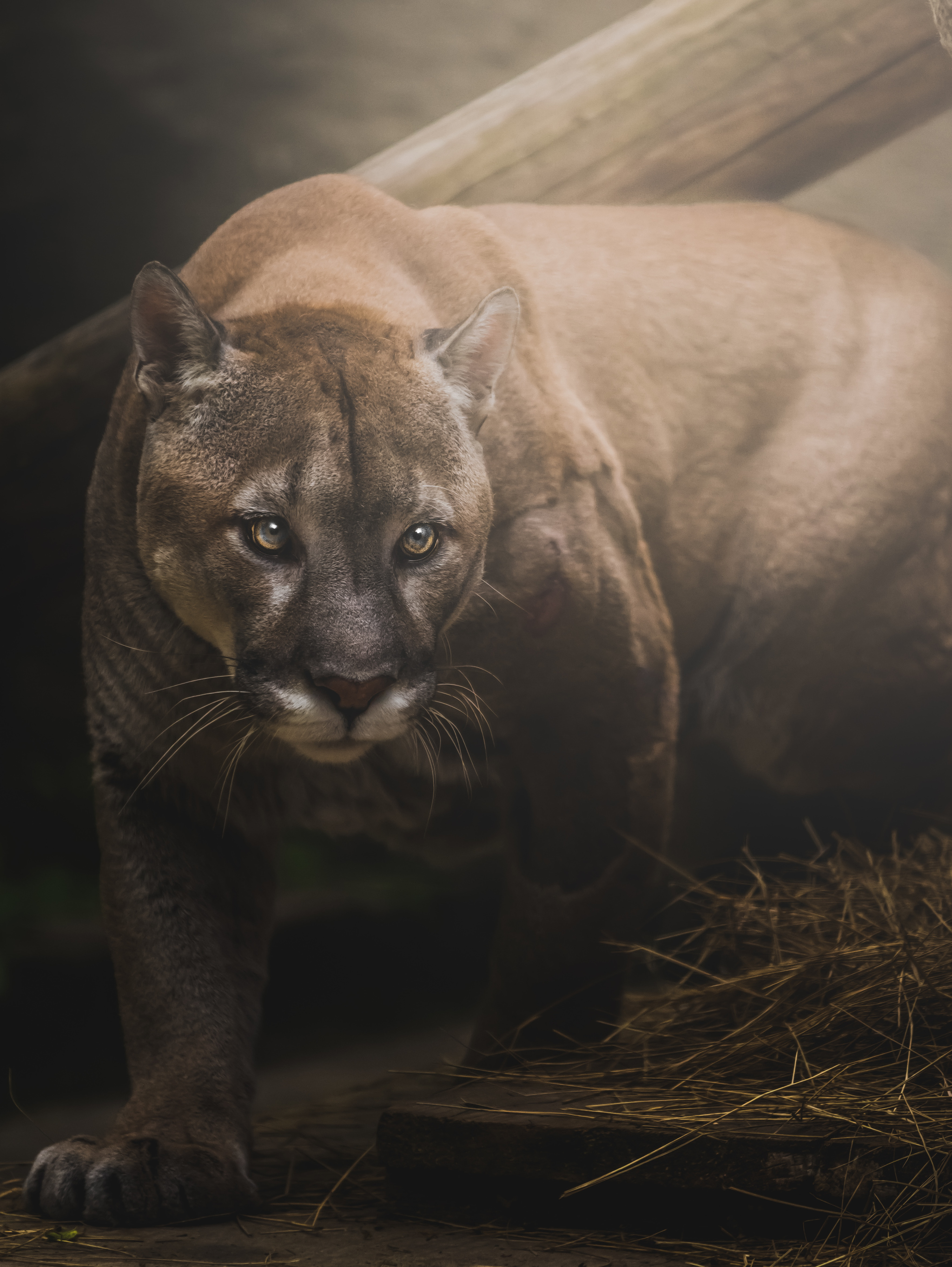 2048x2725  Пум-пум-Пума | Пикабу