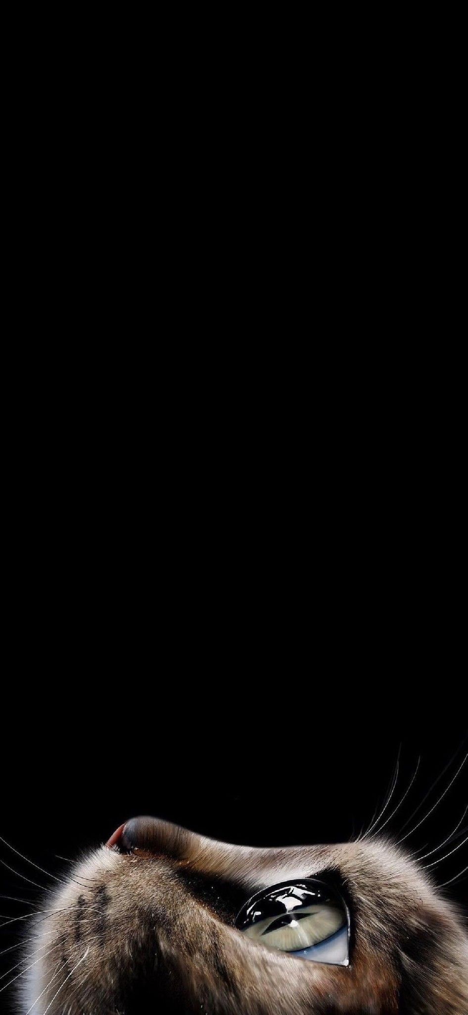 946x2048  Обои на телефон Пума - новые и крутые